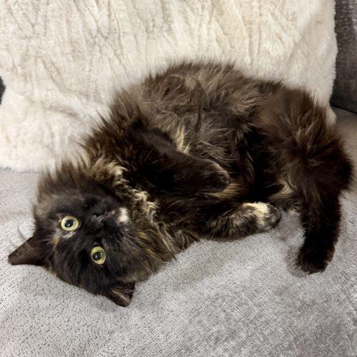 Enlarge Freesia, a Adoptable mixed breed in Knoxville, TN image 2/6