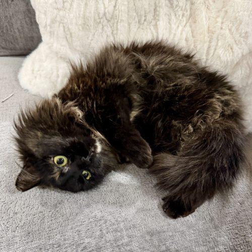 Enlarge Freesia, a Adoptable mixed breed in Knoxville, TN image 3/6