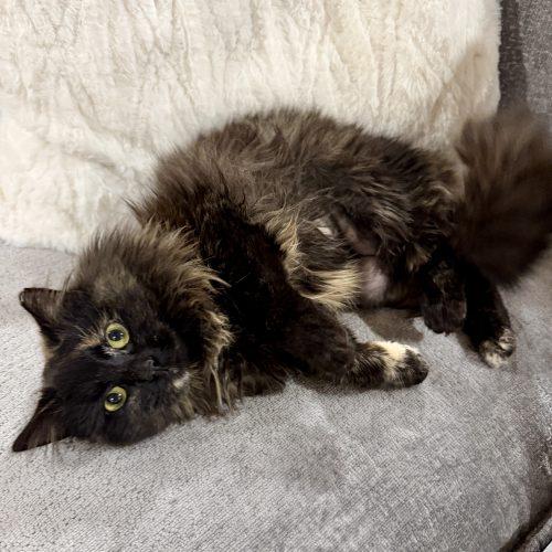 Enlarge Freesia, a Adoptable mixed breed in Knoxville, TN image 4/6