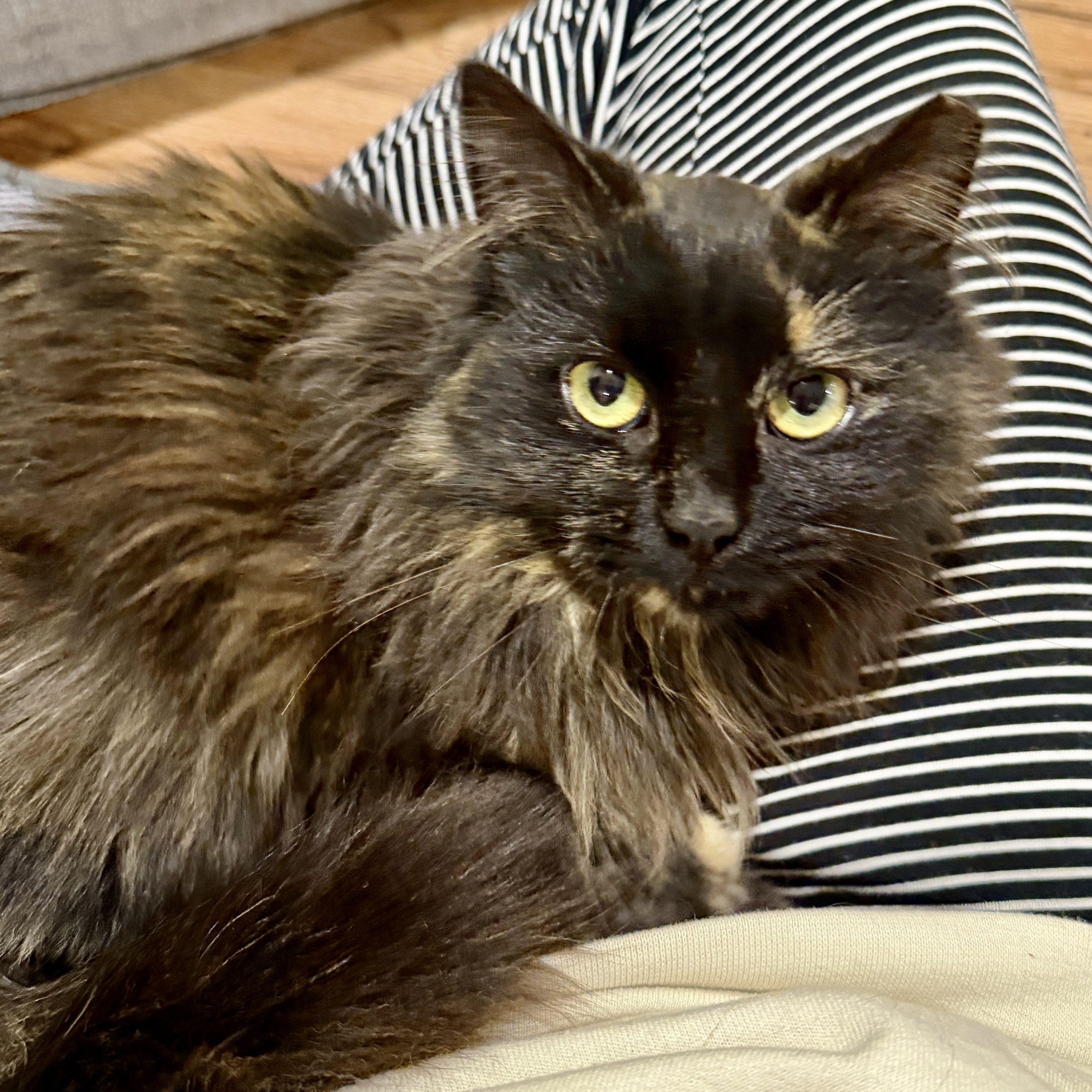 Enlarge Freesia, a Adoptable mixed breed in Knoxville, TN image 5/6