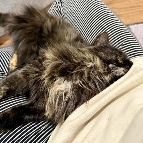 Enlarge Freesia, a Adoptable mixed breed in Knoxville, TN image 6/6