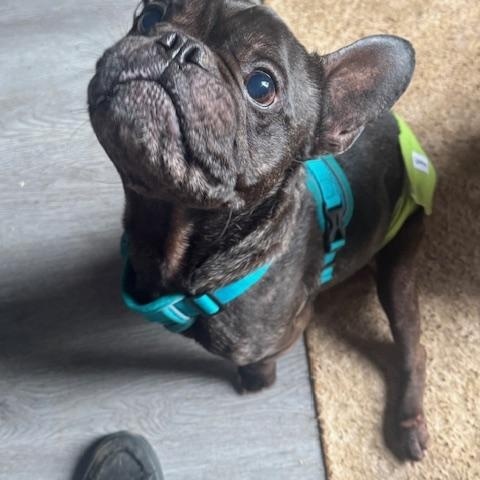 Diesel