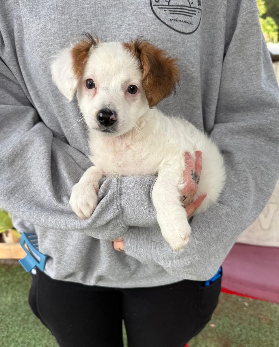 Enlarge Clyde, an adopted mixed breed in Temecula, CA image 1/1