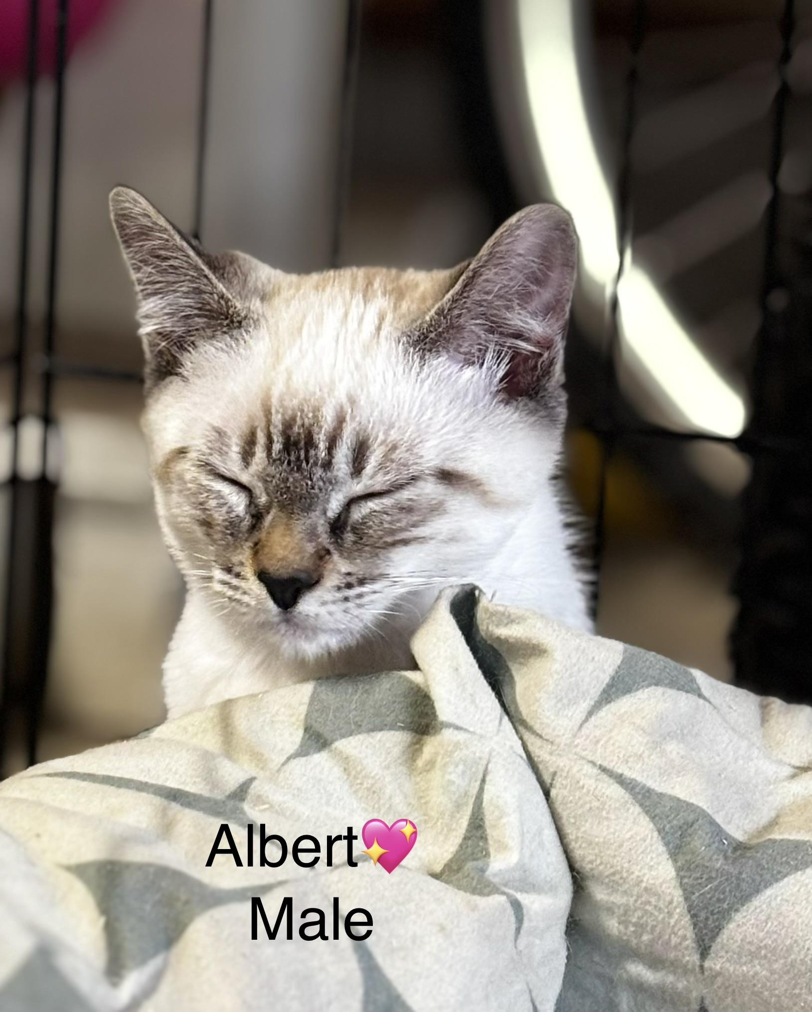Enlarge Pappus(Female) and Albert (Male), a ADOPTABLE mixed breed in Calais, ME image 3/3