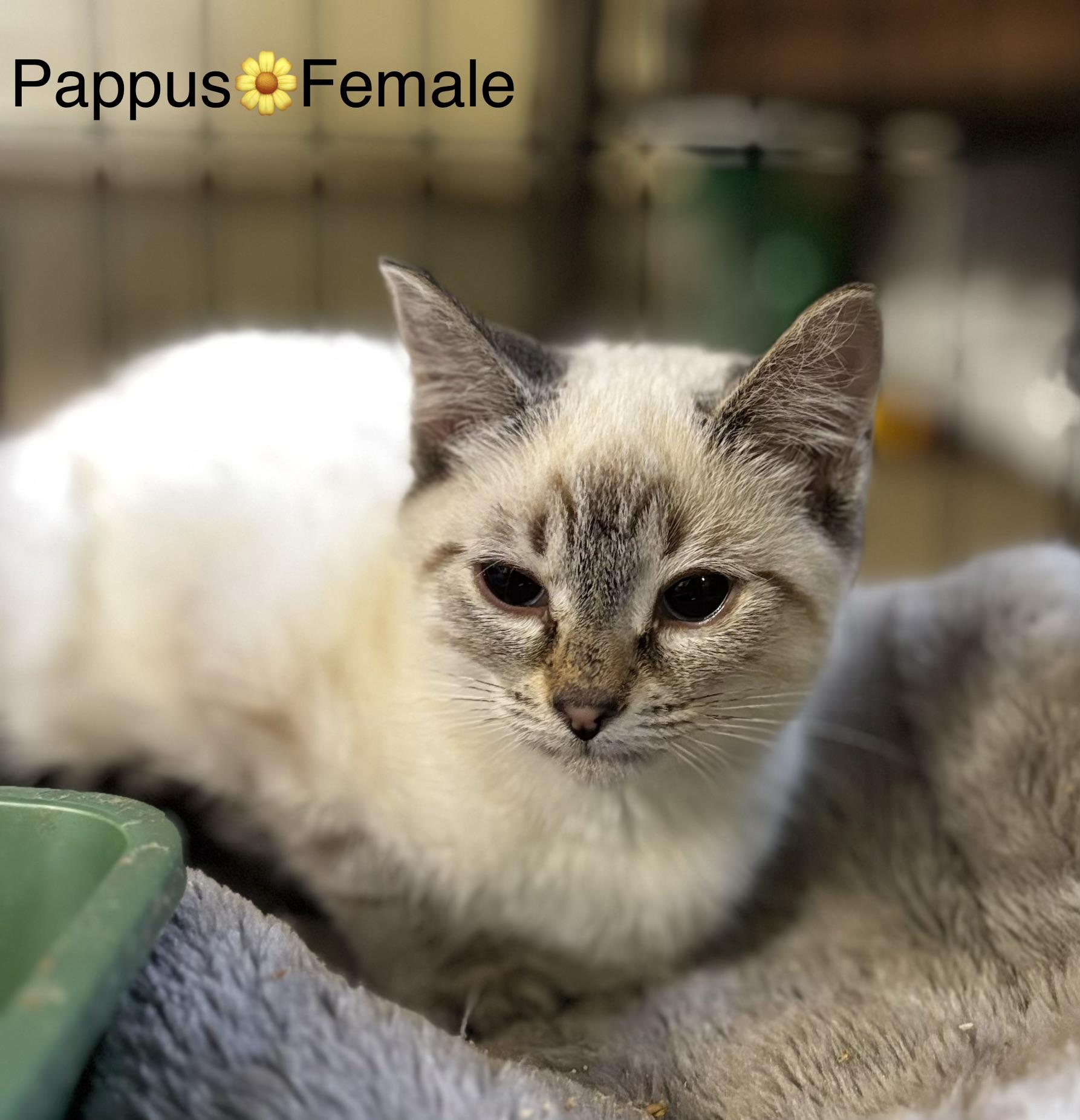 Enlarge Pappus(Female) and Albert (Male), a ADOPTABLE mixed breed in Calais, ME image 2/3