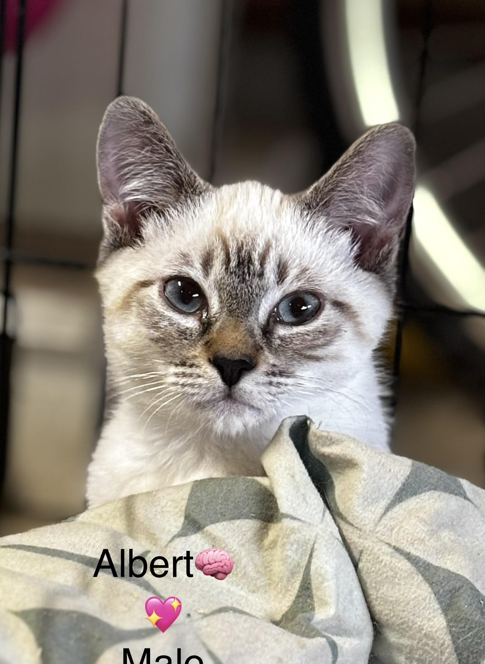 Enlarge Pappus(Female) and Albert (Male), a ADOPTABLE mixed breed in Calais, ME image 1/3