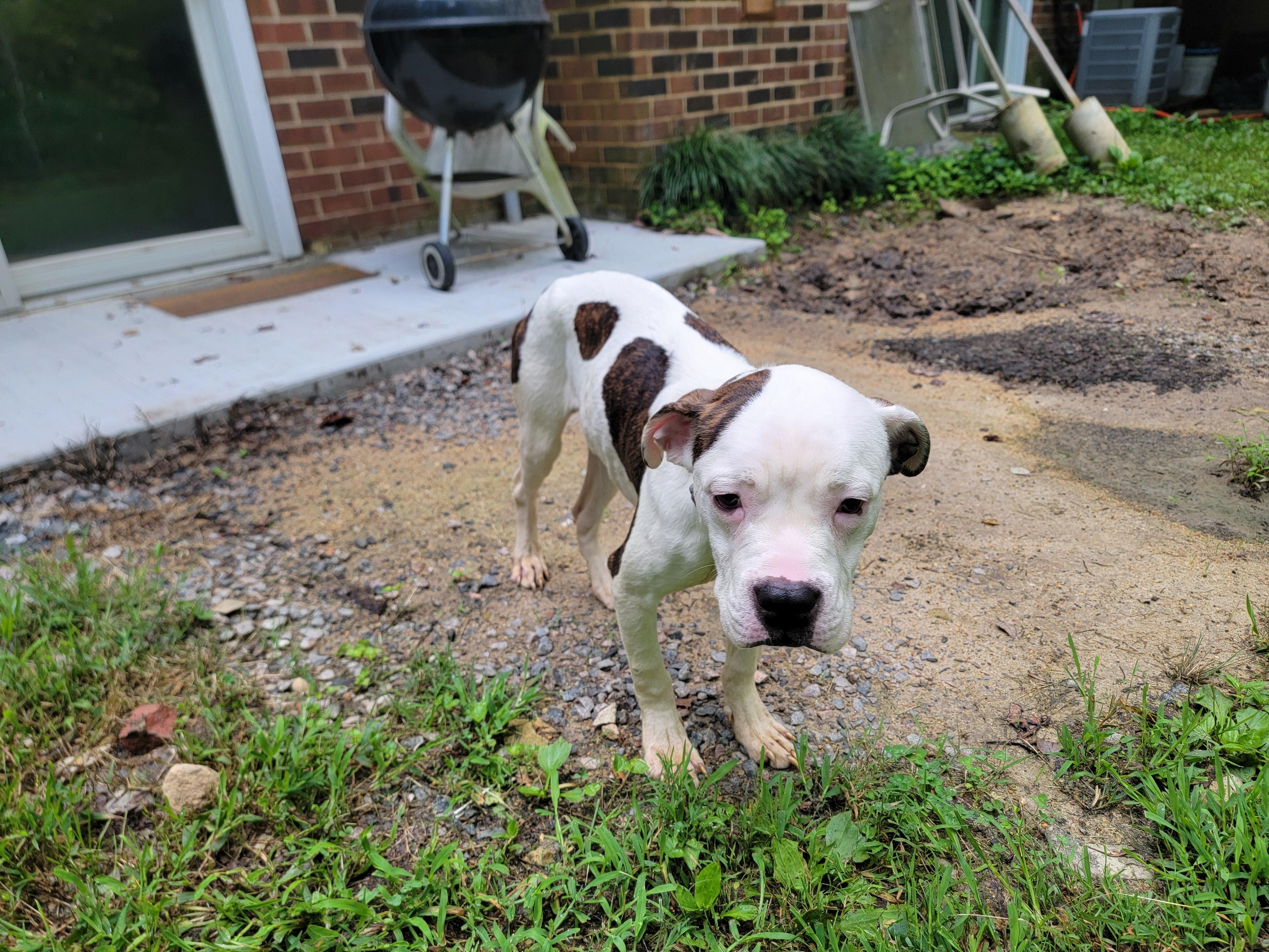 Enlarge Flash and Dash, a Adoptable Pit Bull Terrier in Glen Allen, VA image 2/5