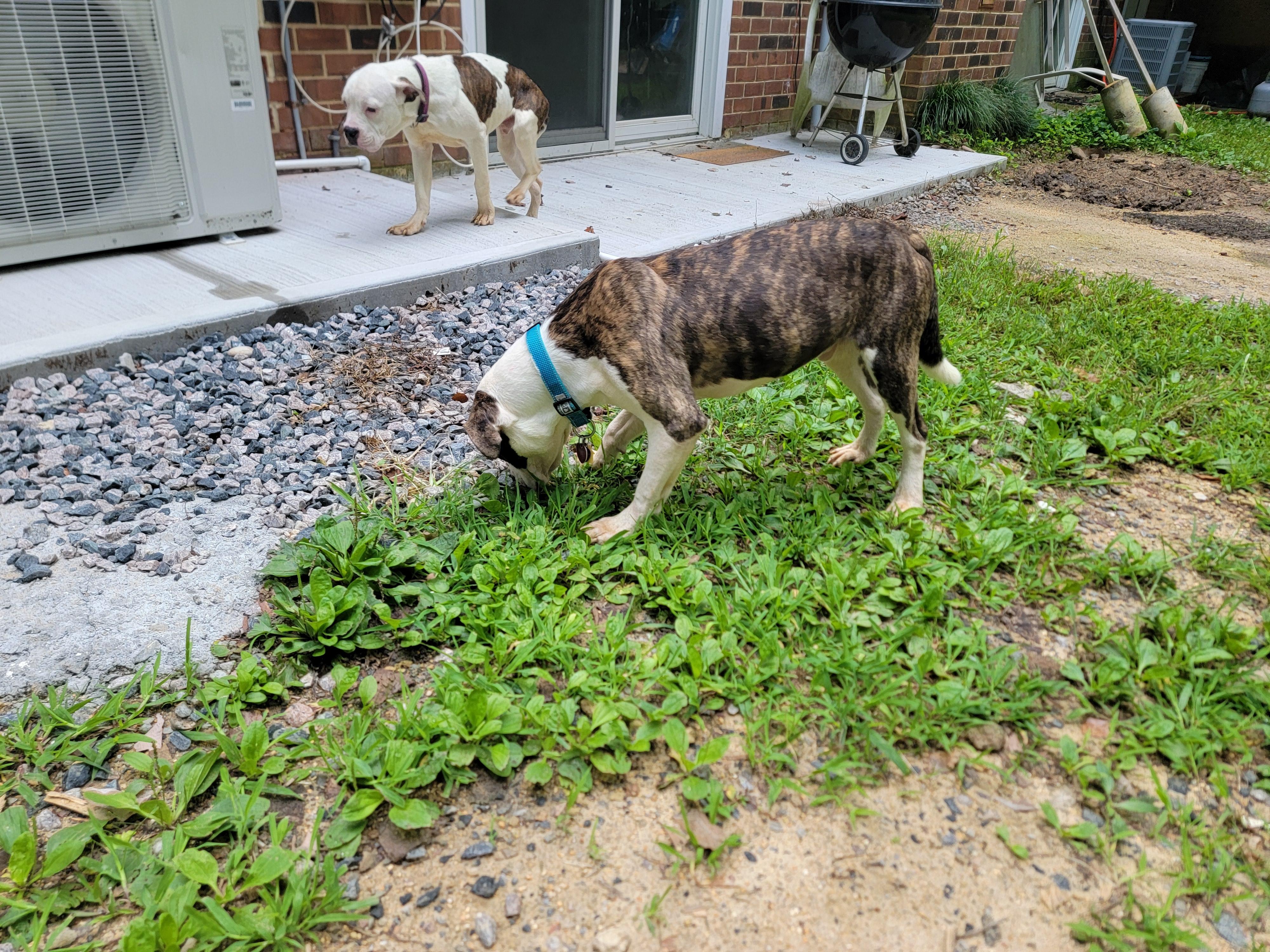 Enlarge Flash and Dash, a Adoptable Pit Bull Terrier in Glen Allen, VA image 3/5