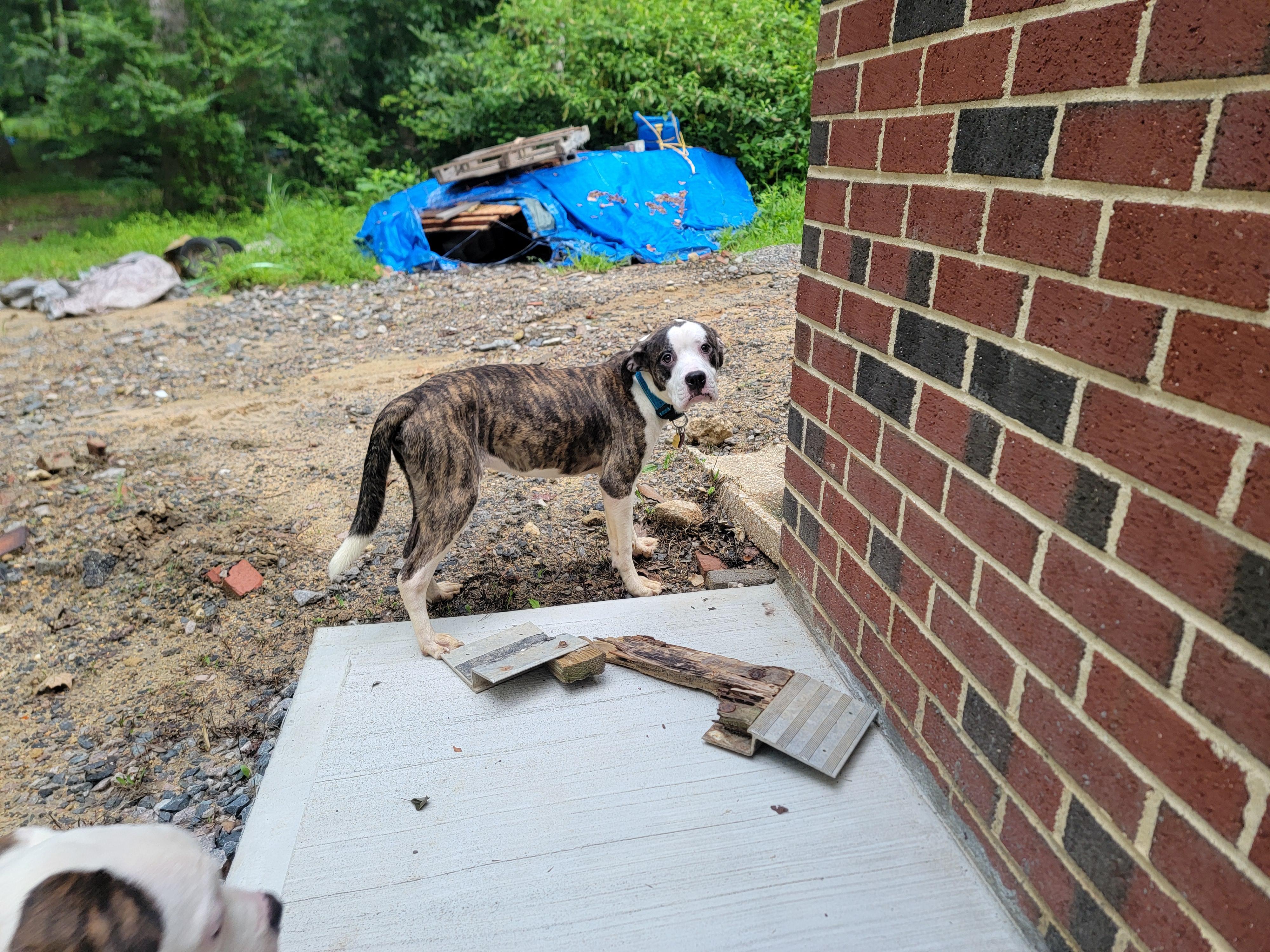 Enlarge Flash and Dash, a Adoptable Pit Bull Terrier in Glen Allen, VA image 5/5