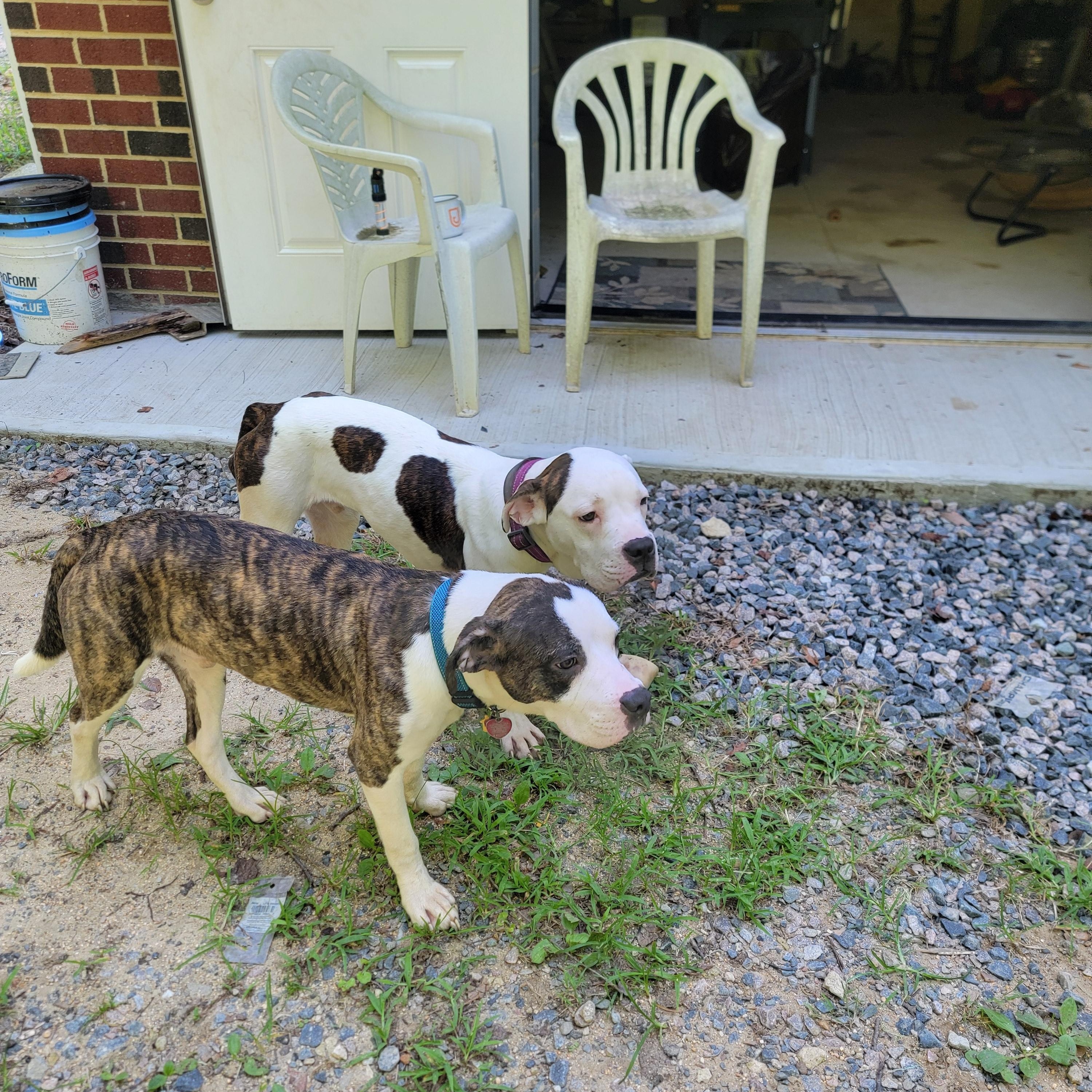 Enlarge Flash and Dash, a Adoptable Pit Bull Terrier in Glen Allen, VA image 1/5
