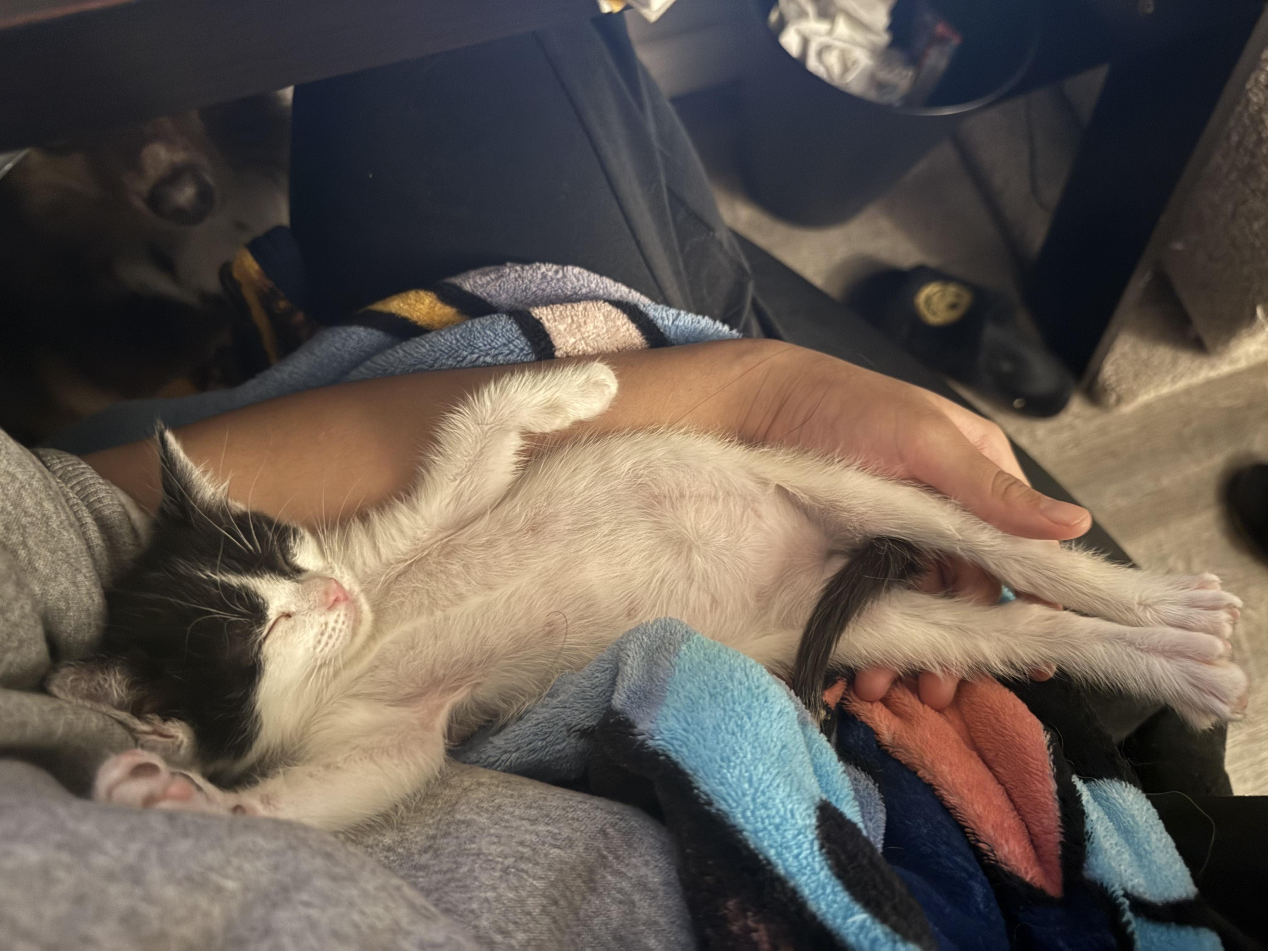 Enlarge Dolly, an adopted Domestic Short Hair in Antioch, CA image 2/3