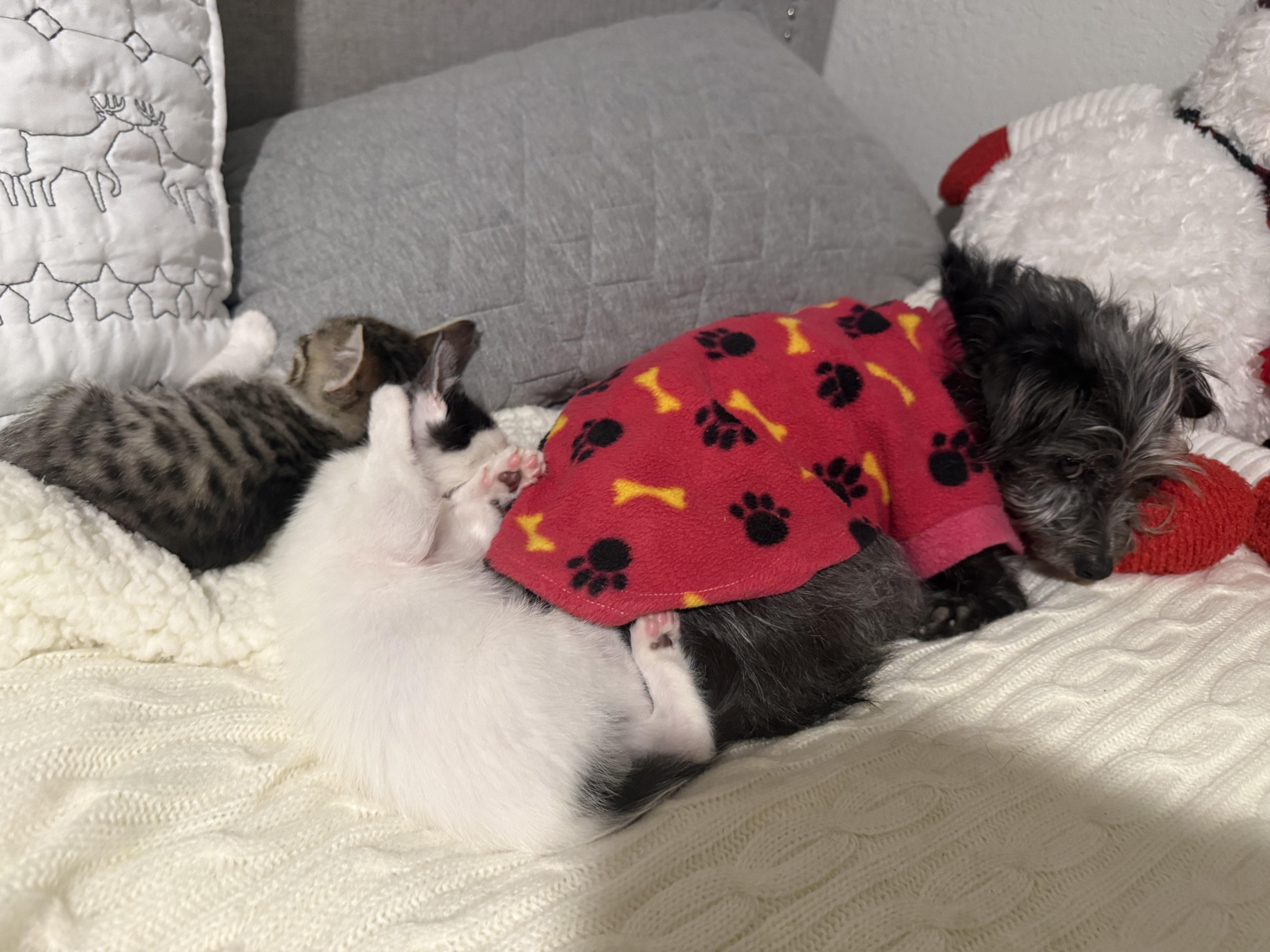 Enlarge Dolly, an adopted Domestic Short Hair in Antioch, CA image 3/3