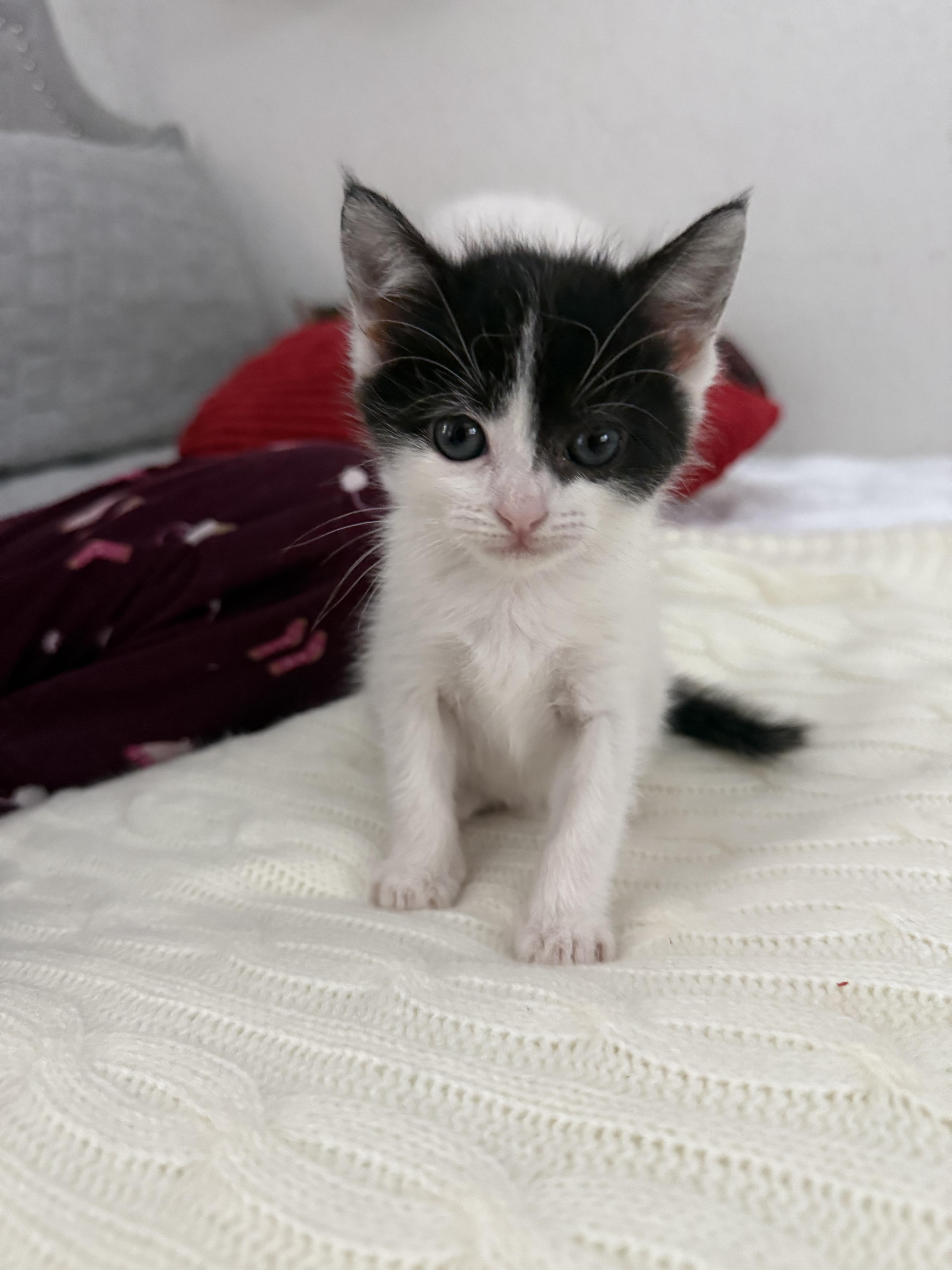 Enlarge Dolly, an adopted Domestic Short Hair in Antioch, CA image 1/3