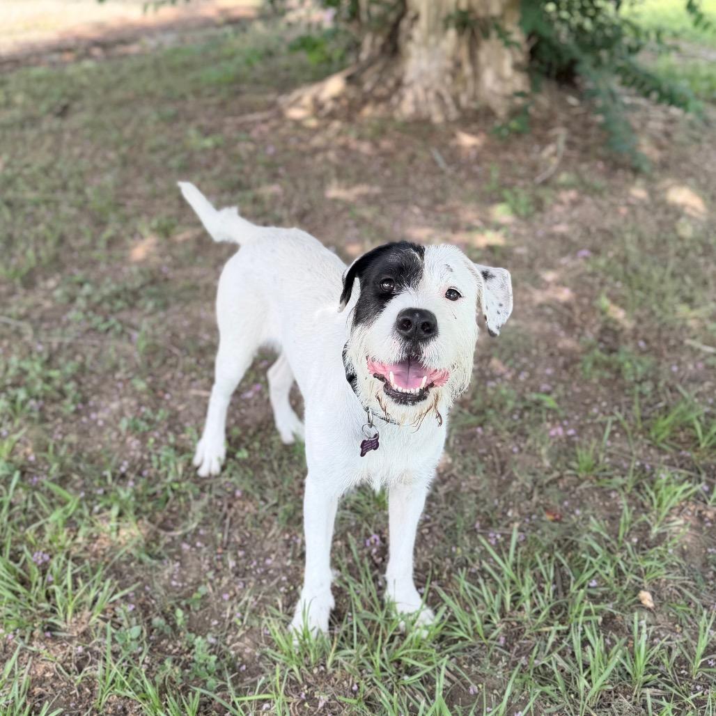 Scrub Mommy, a Adoptable mixed breed in Carencro, LA image 1/6