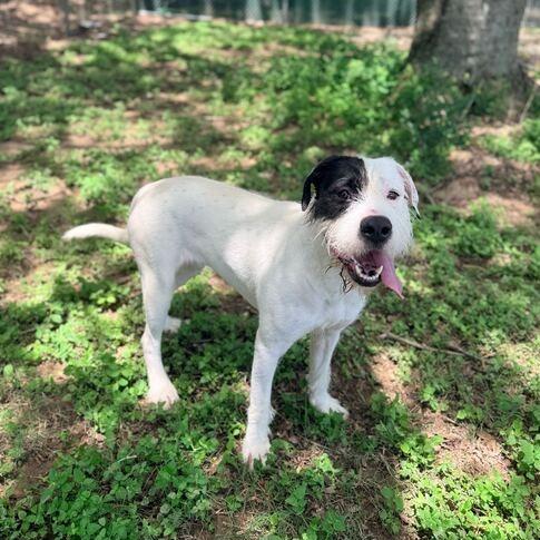 Scrub Mommy, Adoptable, Adult Female Wirehaired Terrier & Mixed Breed.