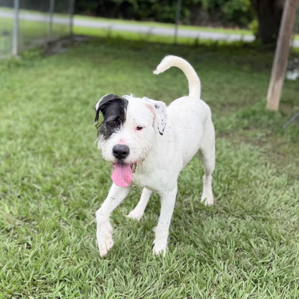 Enlarge Scrub Mommy, a Adoptable mixed breed in Carencro, LA image 2/4