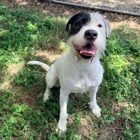 Enlarge Scrub Mommy, a Adoptable mixed breed in Carencro, LA image 3/4