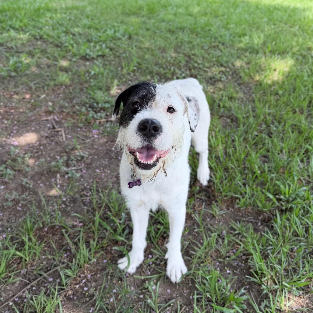Scrub Mommy, a Adoptable mixed breed in Carencro, LA image 5/6
