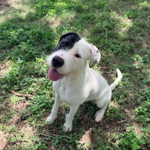 Enlarge Scrub Mommy, a Adoptable mixed breed in Carencro, LA image 4/4