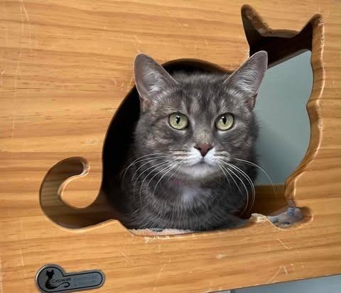 Enlarge Shego, a ADOPTABLE Domestic Short Hair in New Philadelphia, OH image 1/1