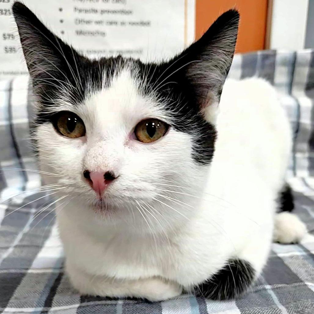 Sesame, a Adoptable Domestic Short Hair in Michigan City, IN image 1/4