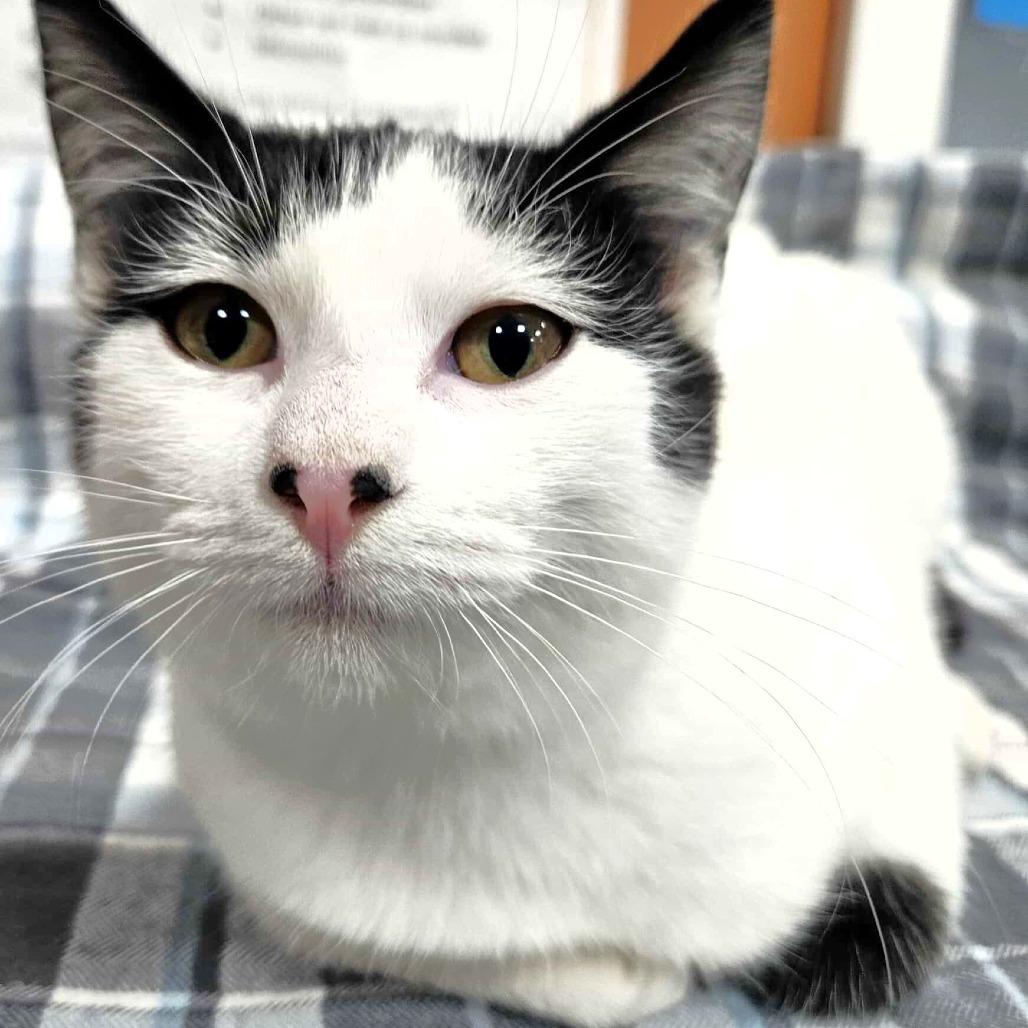 Sesame, a Adoptable Domestic Short Hair in Michigan City, IN image 2/4