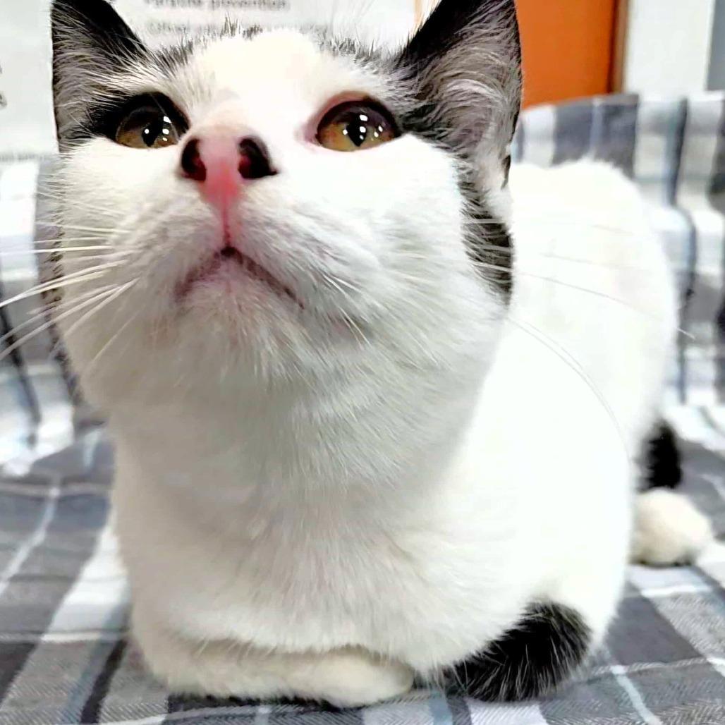 Sesame, a Adoptable Domestic Short Hair in Michigan City, IN image 3/4