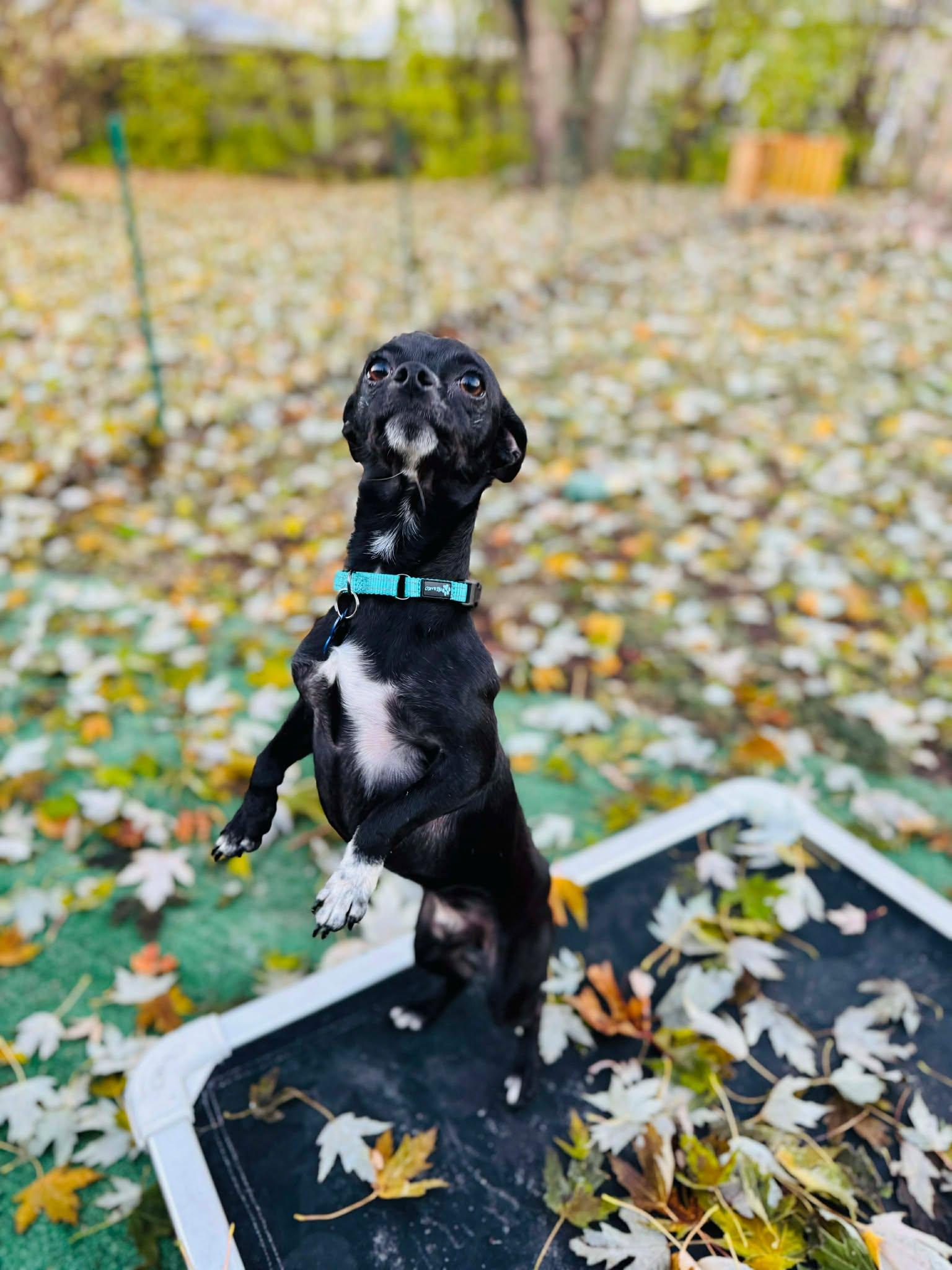 Ollie, Adoptable, Young Male Chihuahua.