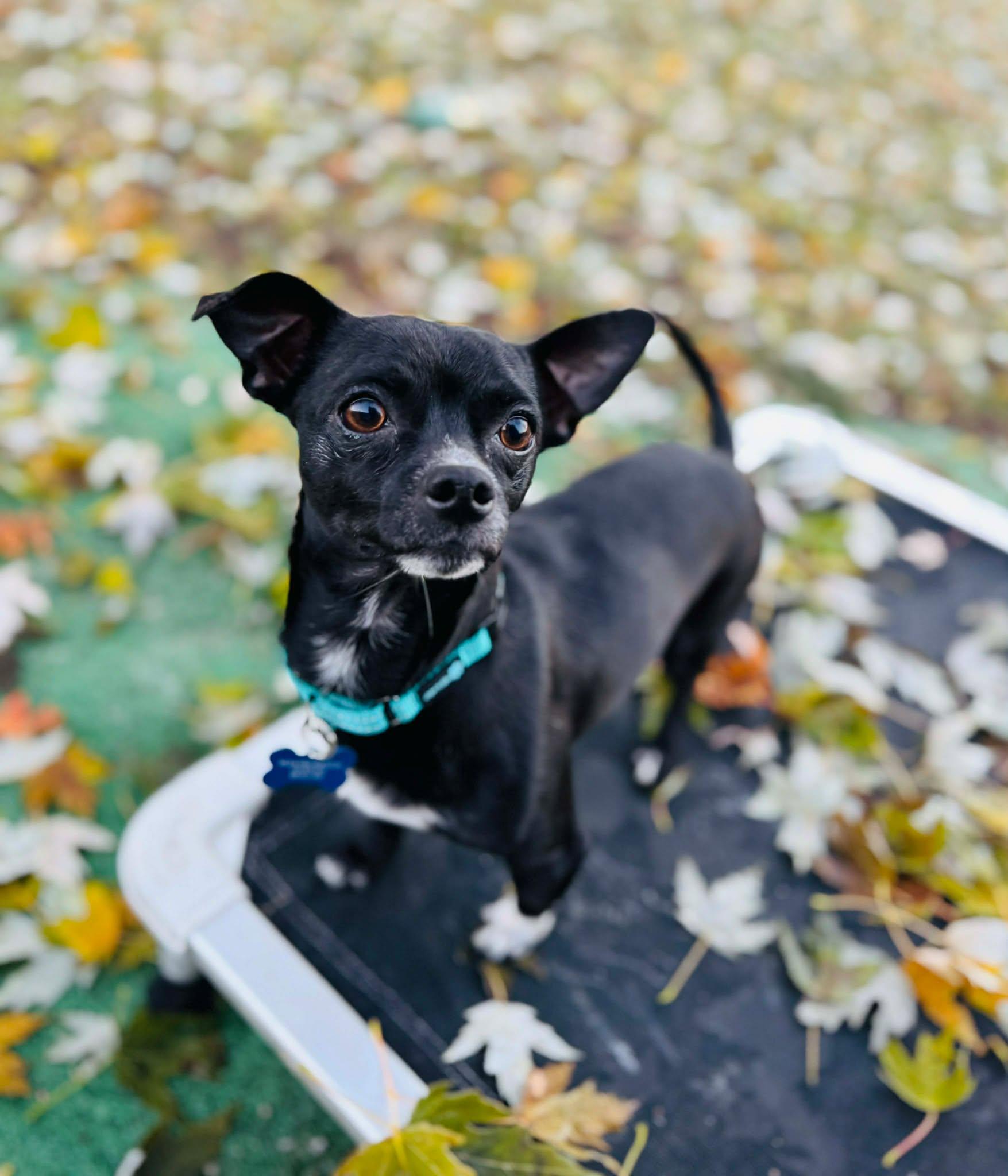 Ollie, a Adoptable mixed breed in De Pere, WI image 2/4