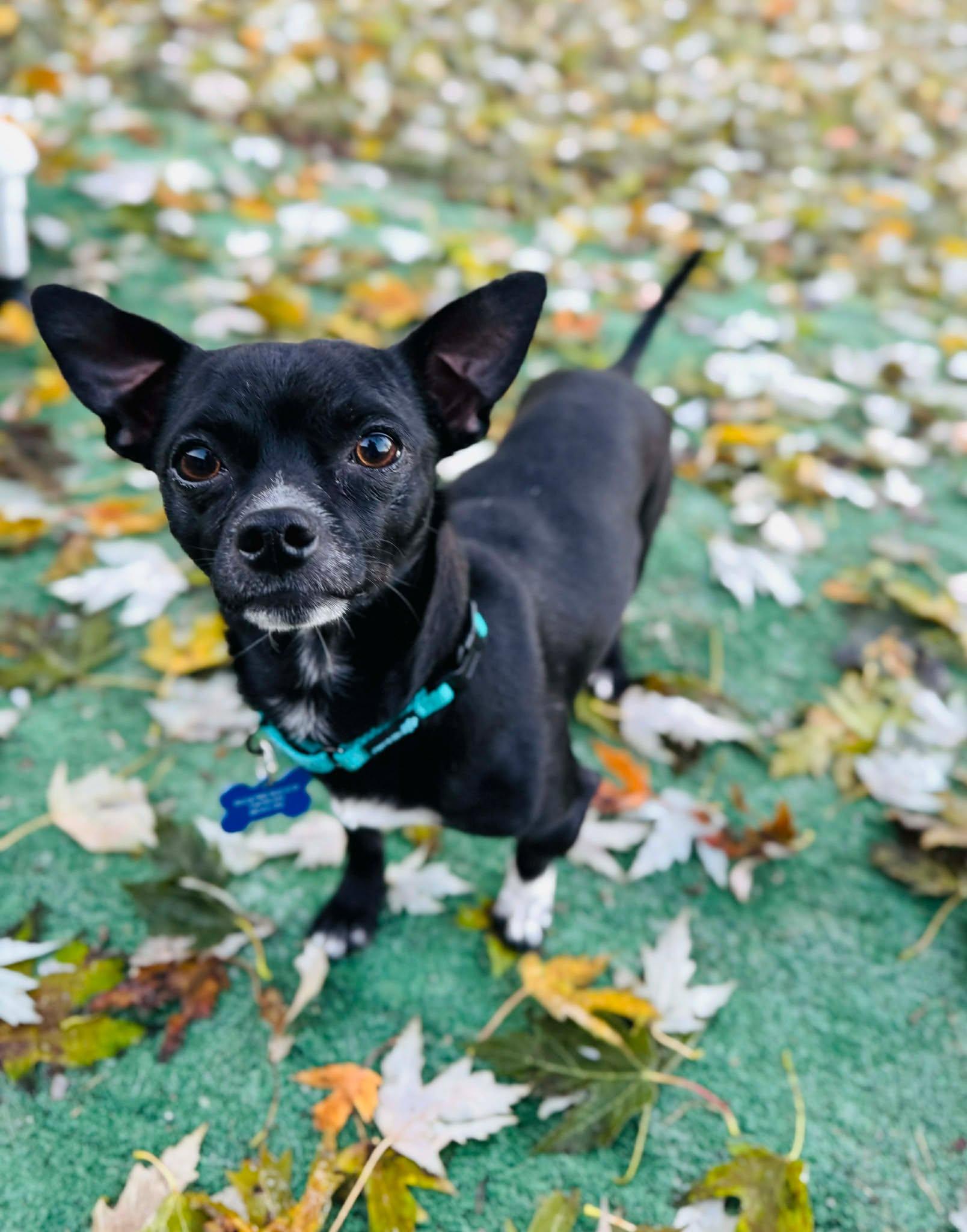Ollie, a Adoptable mixed breed in De Pere, WI image 3/4