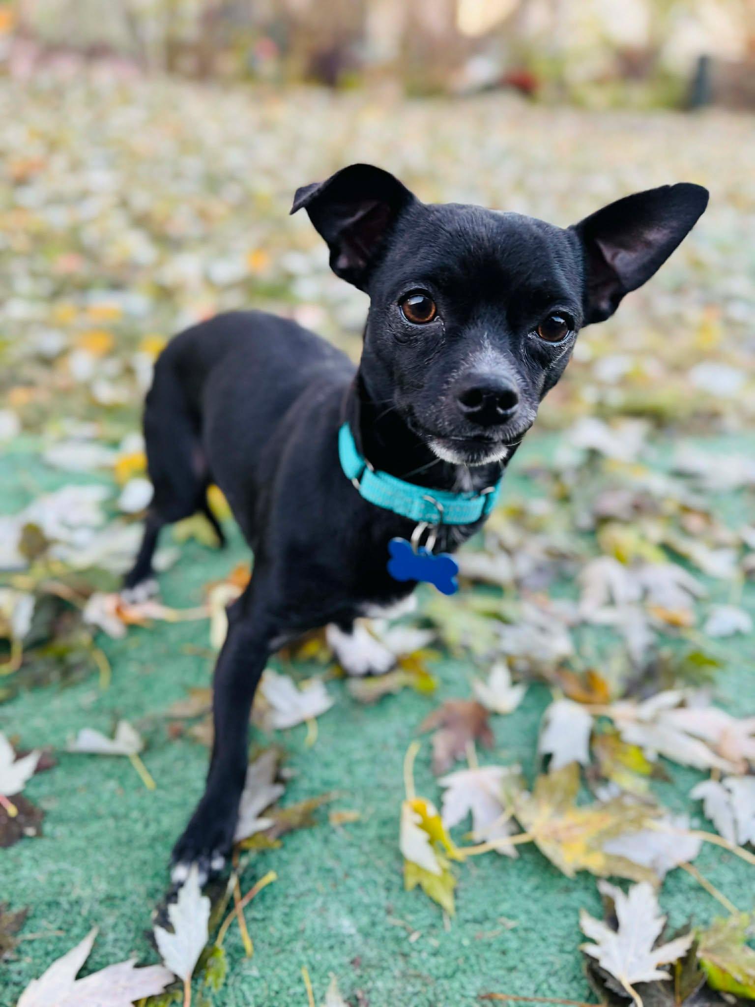 Ollie, a Adoptable mixed breed in De Pere, WI image 4/4