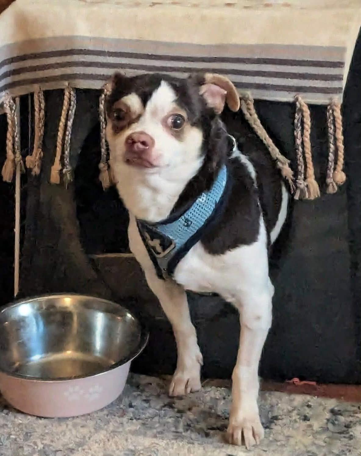 Enlarge SHORTY & BLANCO, a Adoptable mixed breed in Westmont, IL image 3/6