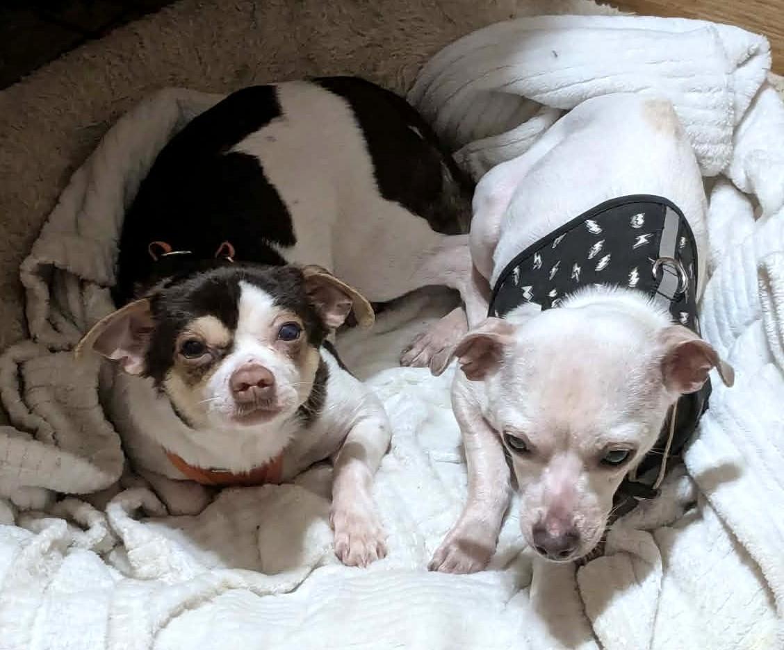 SHORTY & BLANCO, Adoptable, Young Male Chihuahua.