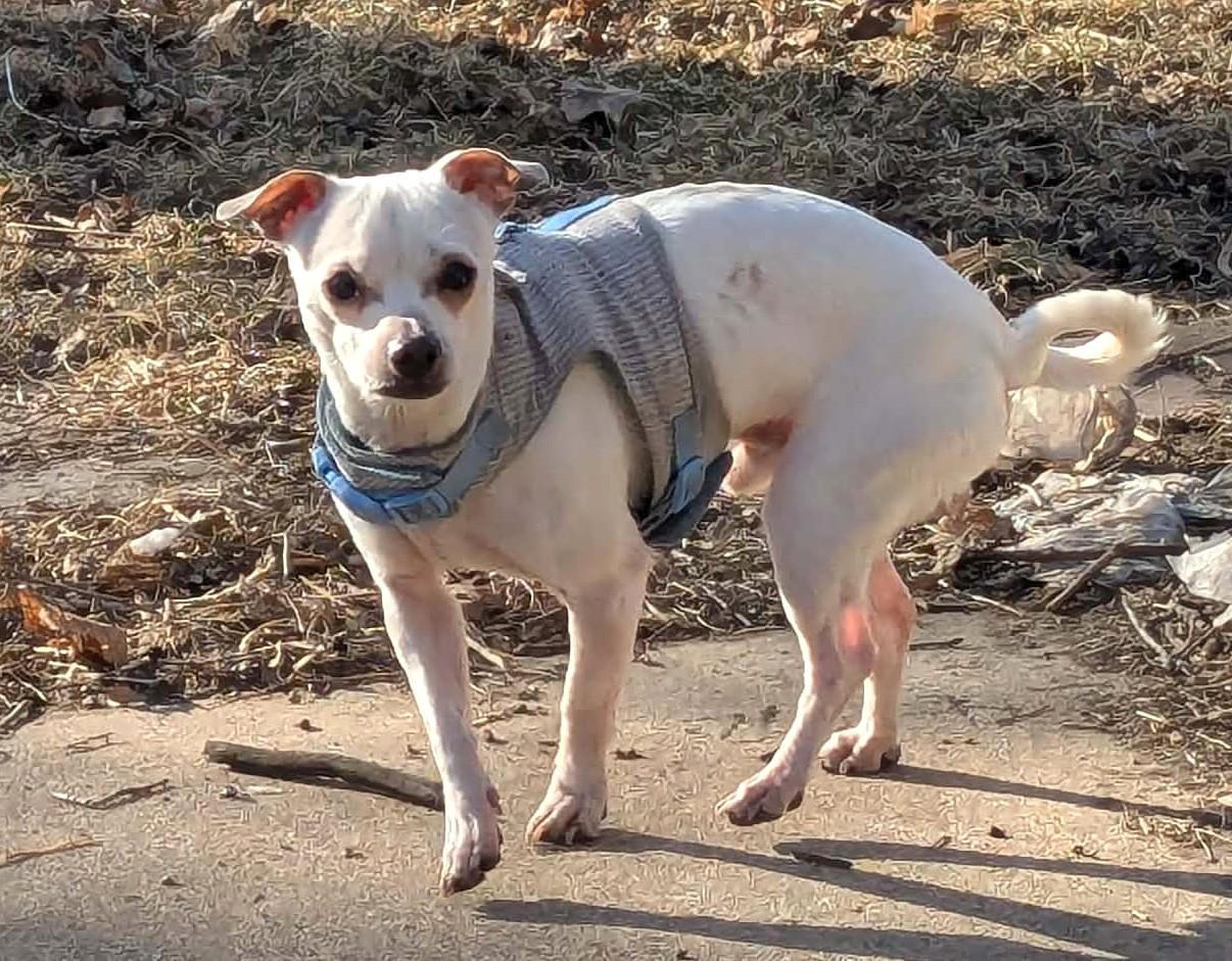Enlarge SHORTY & BLANCO, a Adoptable mixed breed in Westmont, IL image 2/6