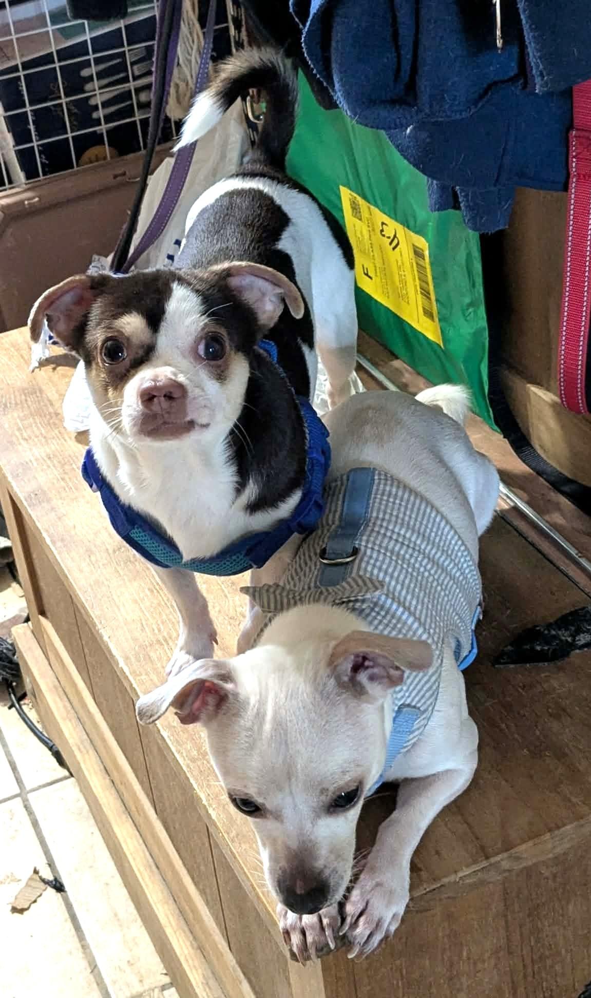 Enlarge SHORTY & BLANCO, a Adoptable mixed breed in Westmont, IL image 1/6