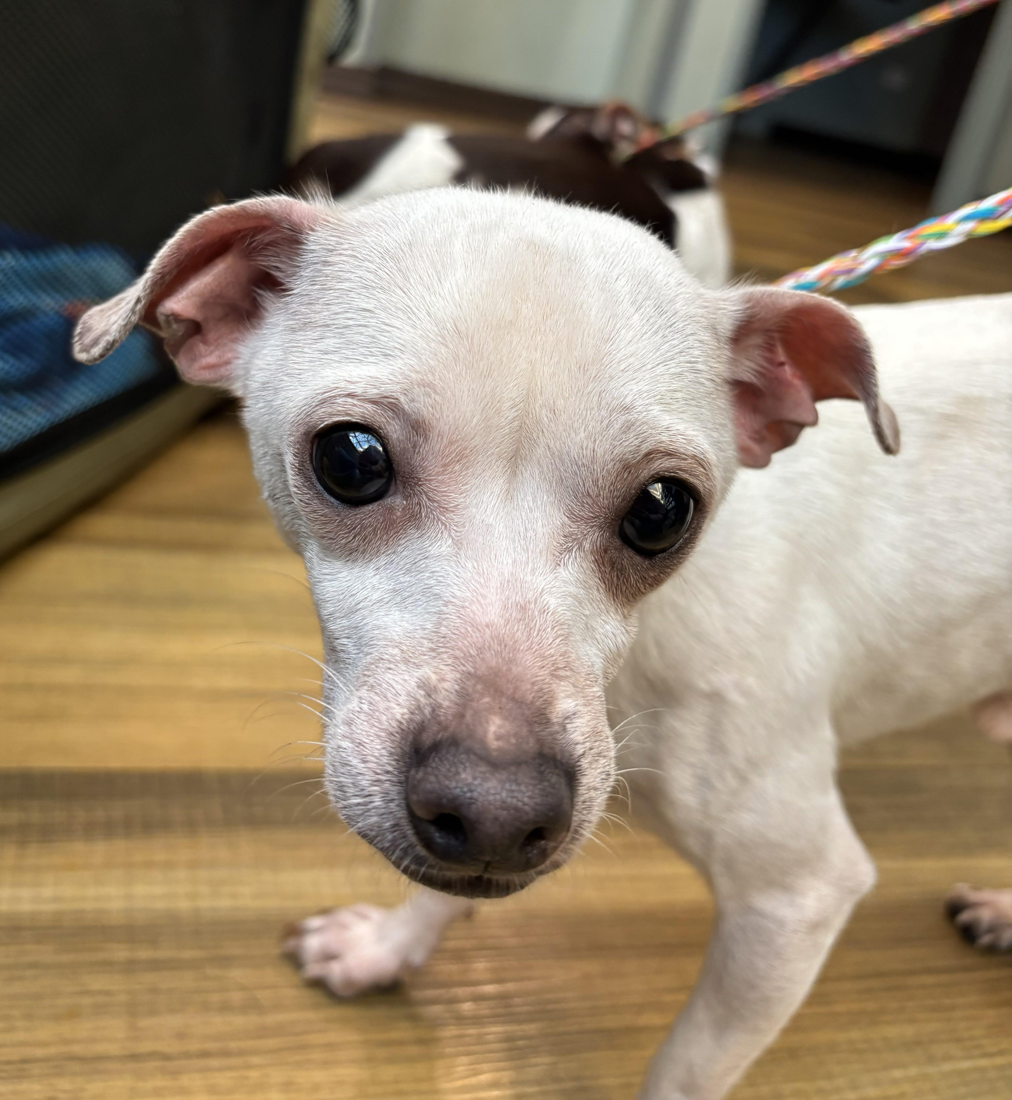 Enlarge SHORTY & BLANCO, a Adoptable mixed breed in Westmont, IL image 5/6