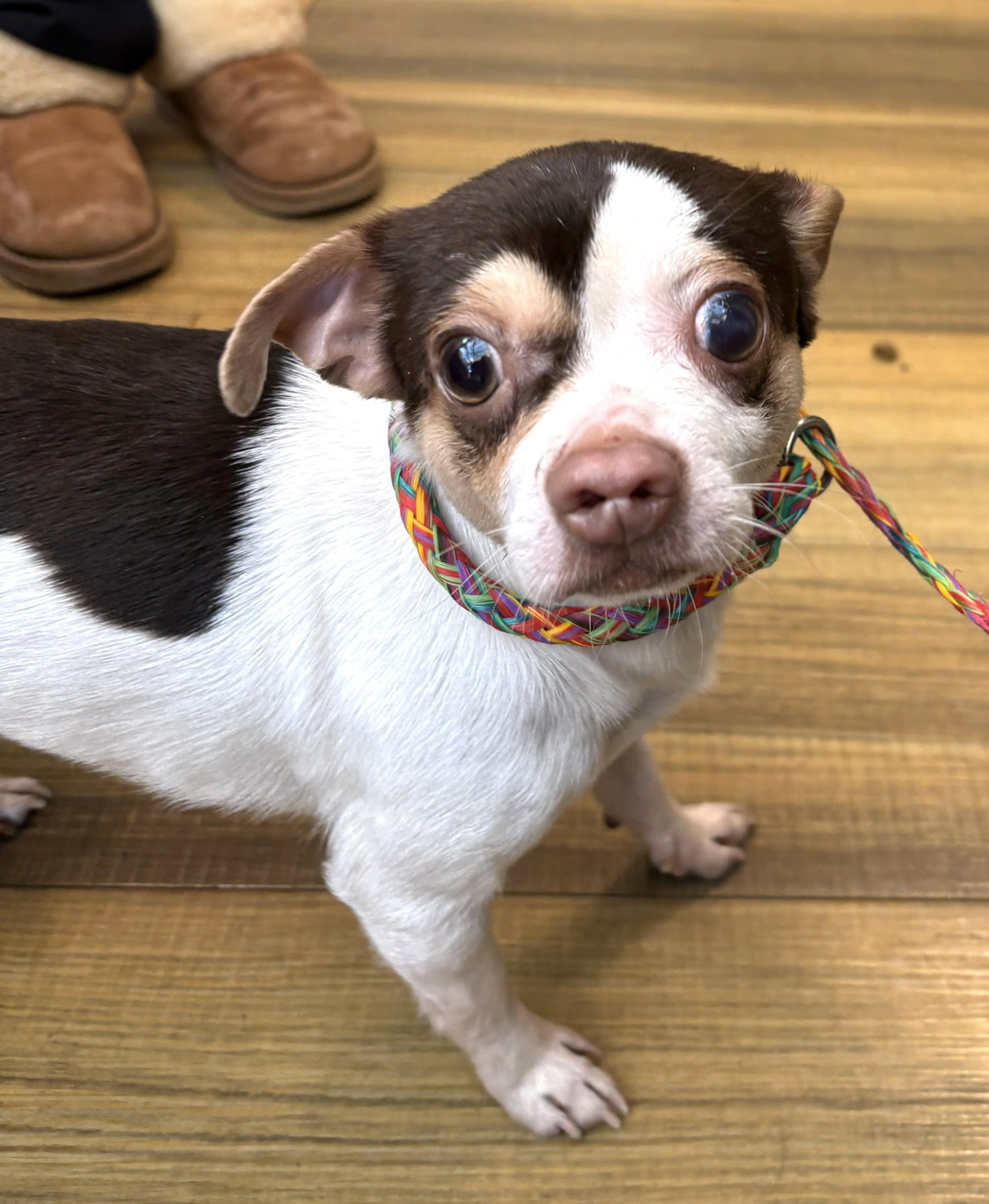 Enlarge SHORTY & BLANCO, a Adoptable mixed breed in Westmont, IL image 6/6