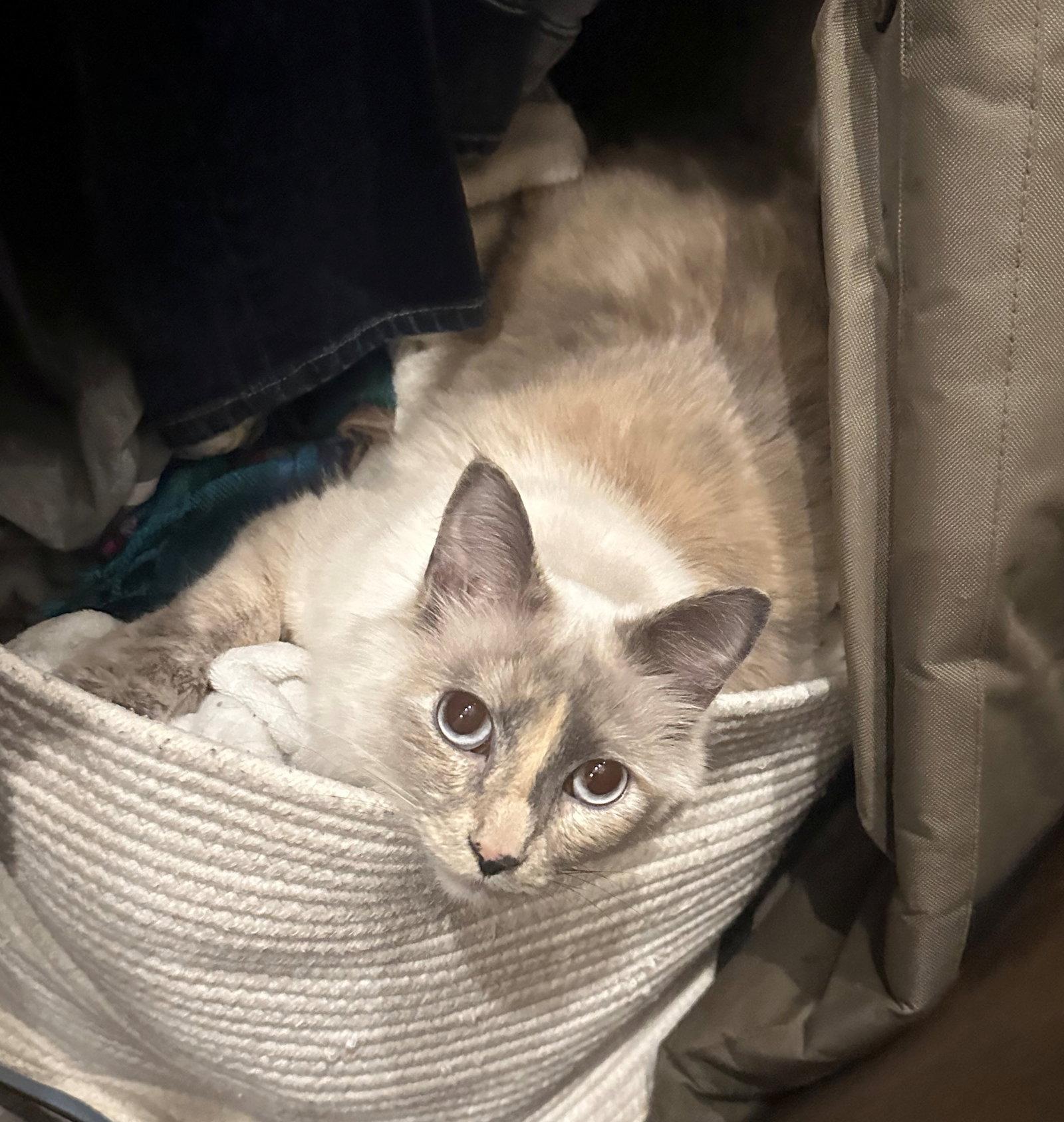 SCOUT #1688- Offered by Owner - Young Female, Adopted, Adult Female Domestic Long Hair.