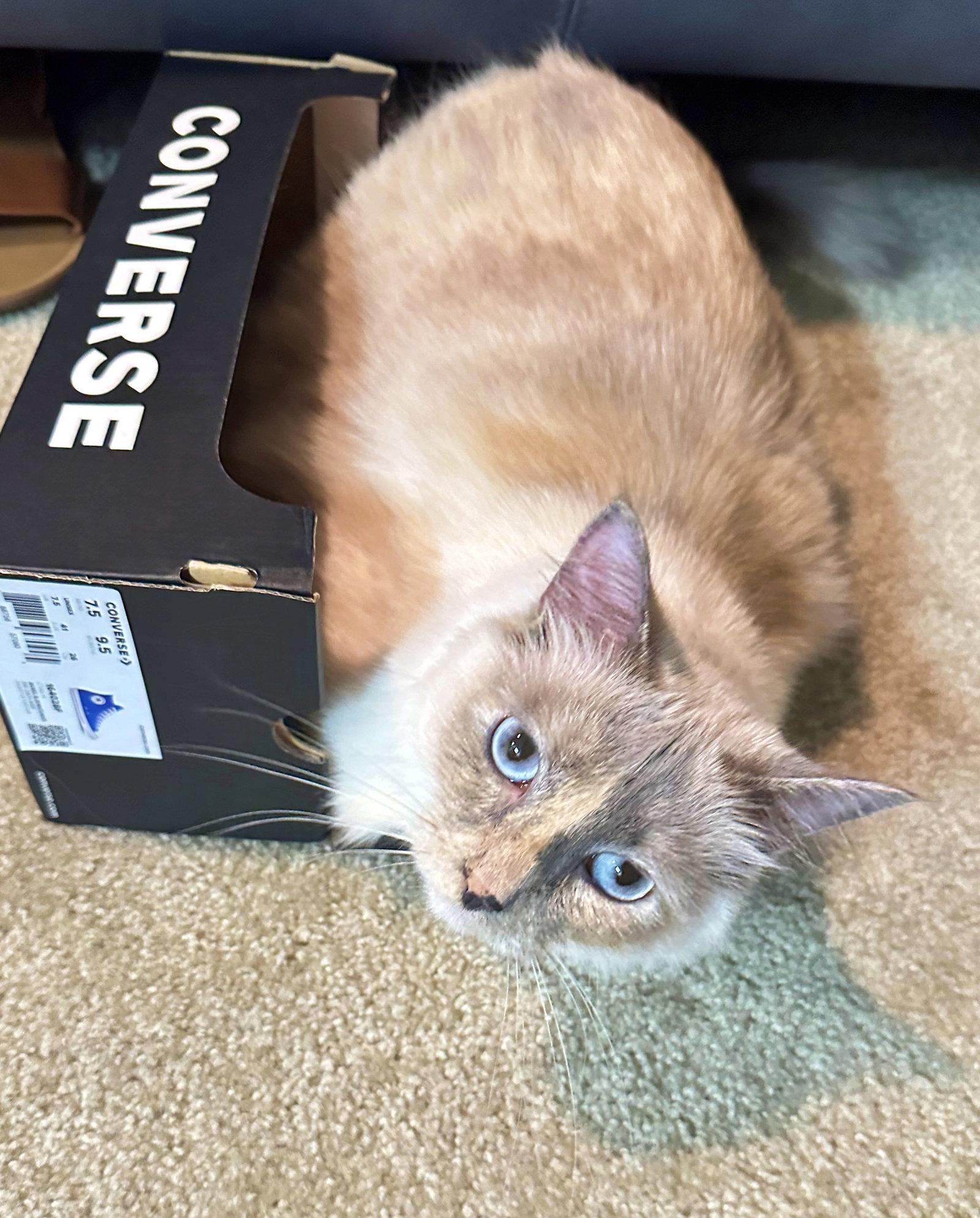 SCOUT #1688- Offered by Owner - Young Female, a Adopted Domestic Long Hair in Hillsboro, OR image 2/3