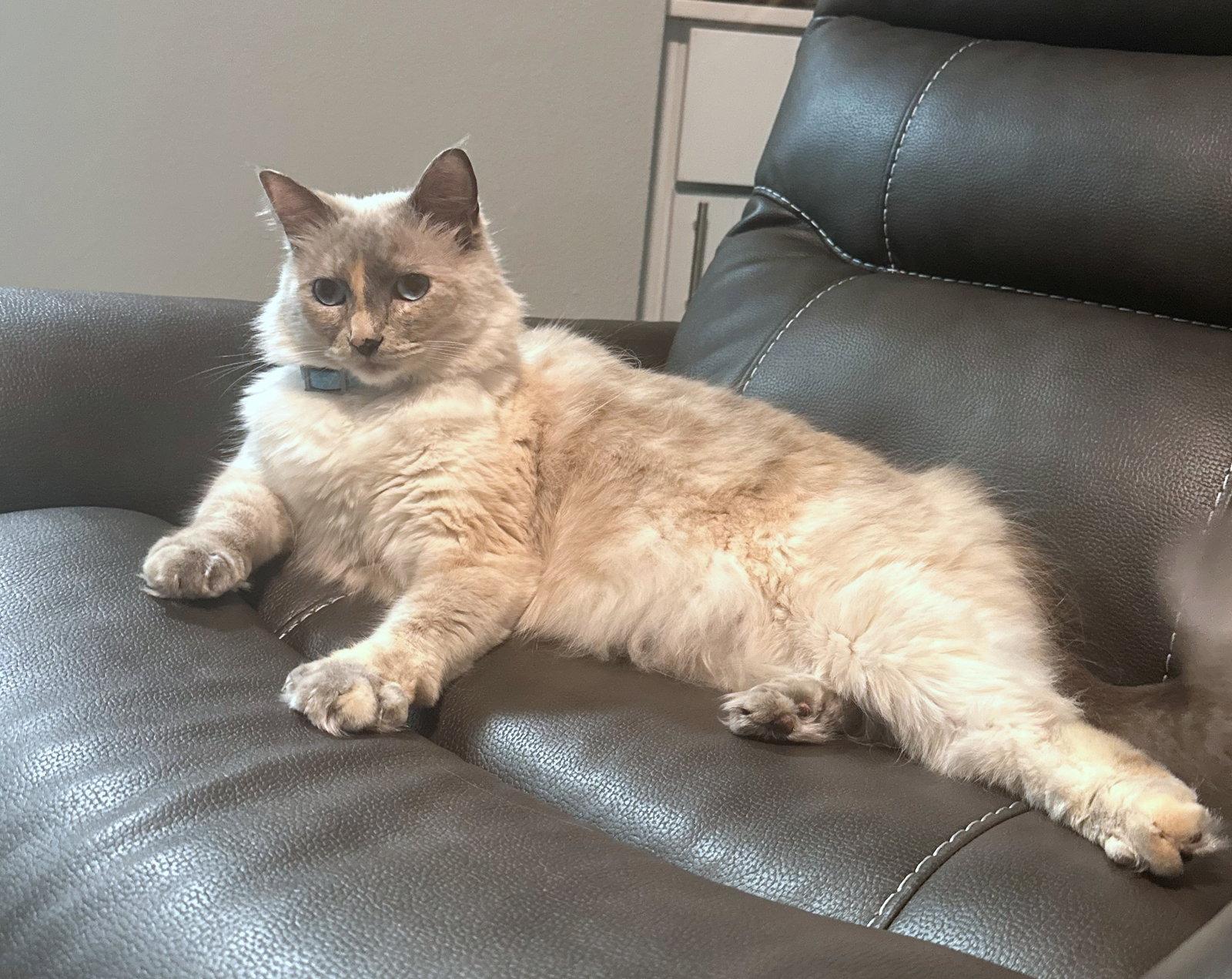 SCOUT #1688- Offered by Owner - Young Female, a Adopted Domestic Long Hair in Hillsboro, OR image 3/3