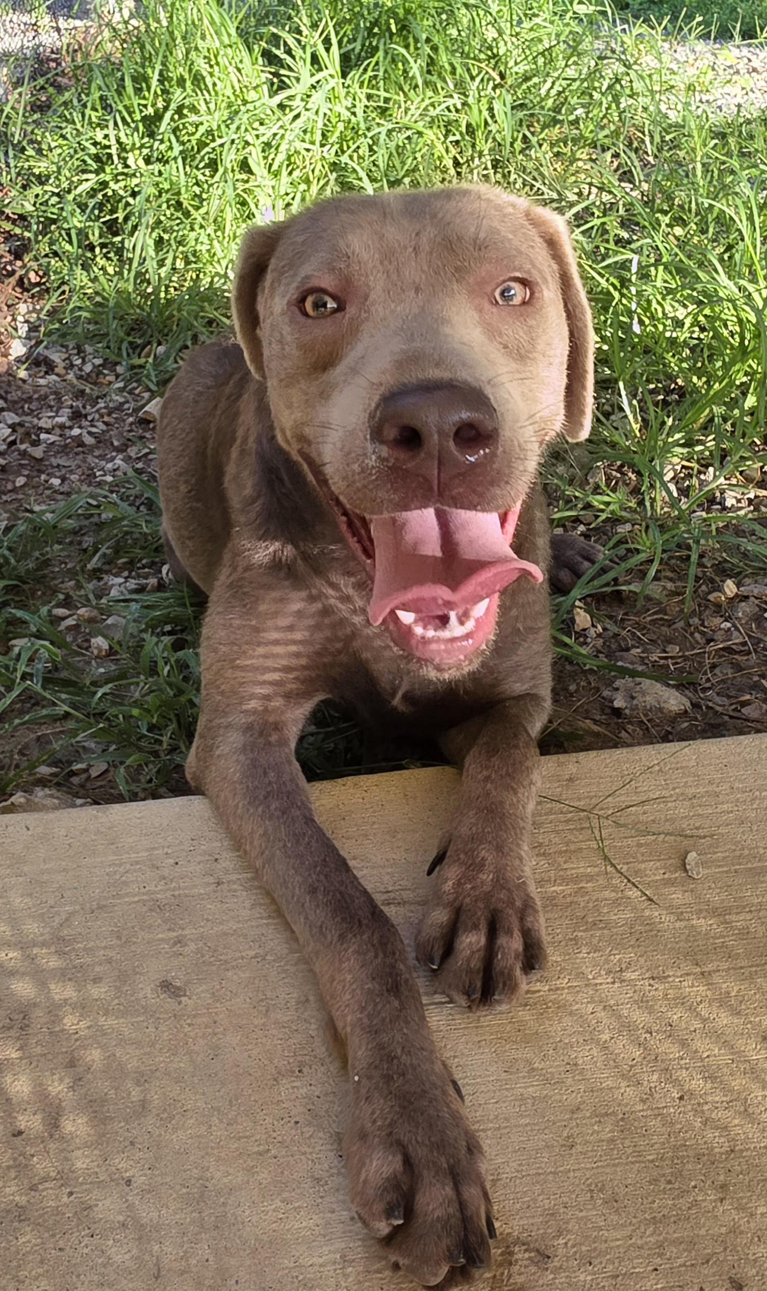 Enlarge Silverman Grey, a ADOPTABLE Labrador Retriever in Grant, AL image 4/4