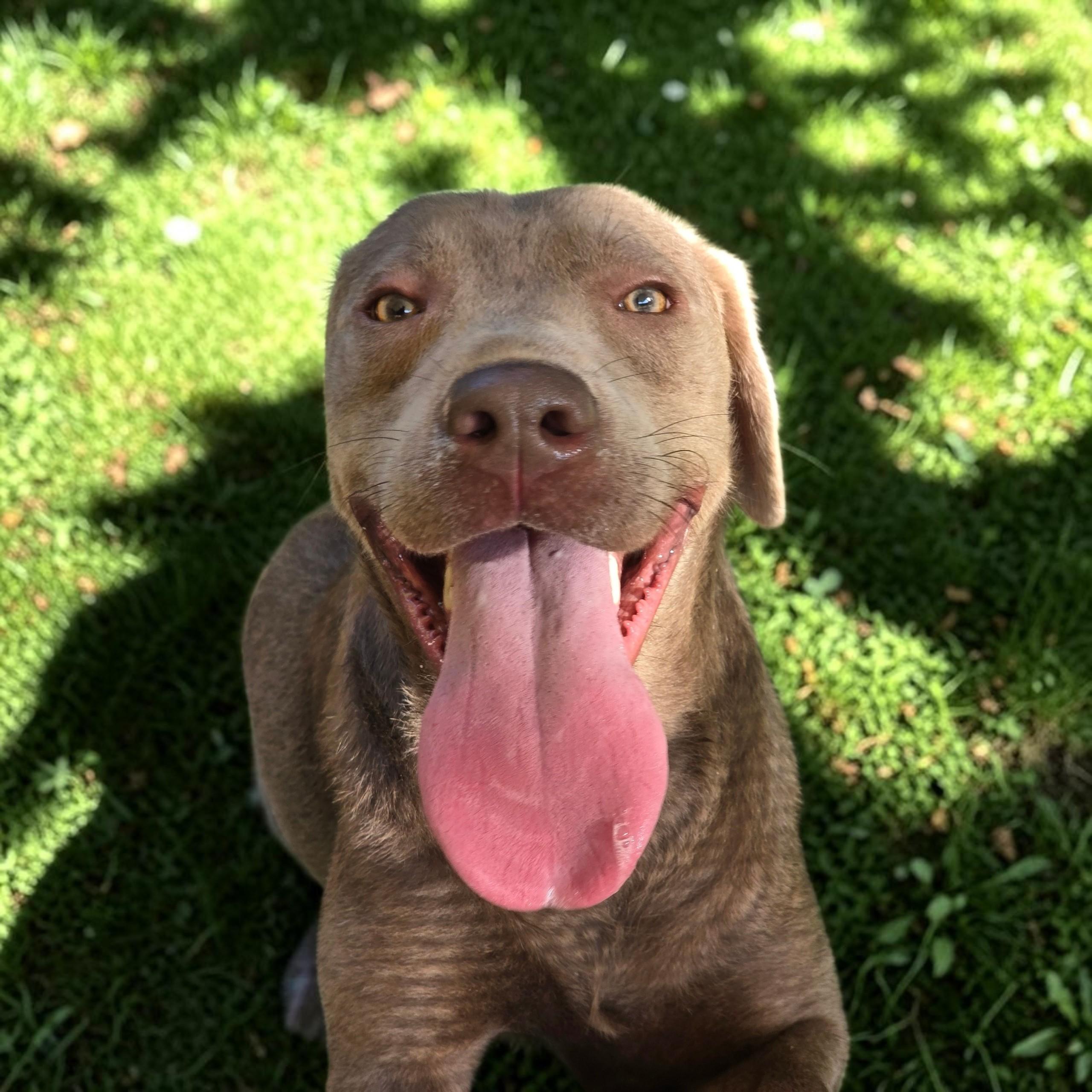 Silverman Grey, ADOPTABLE, Young Male Labrador Retriever.