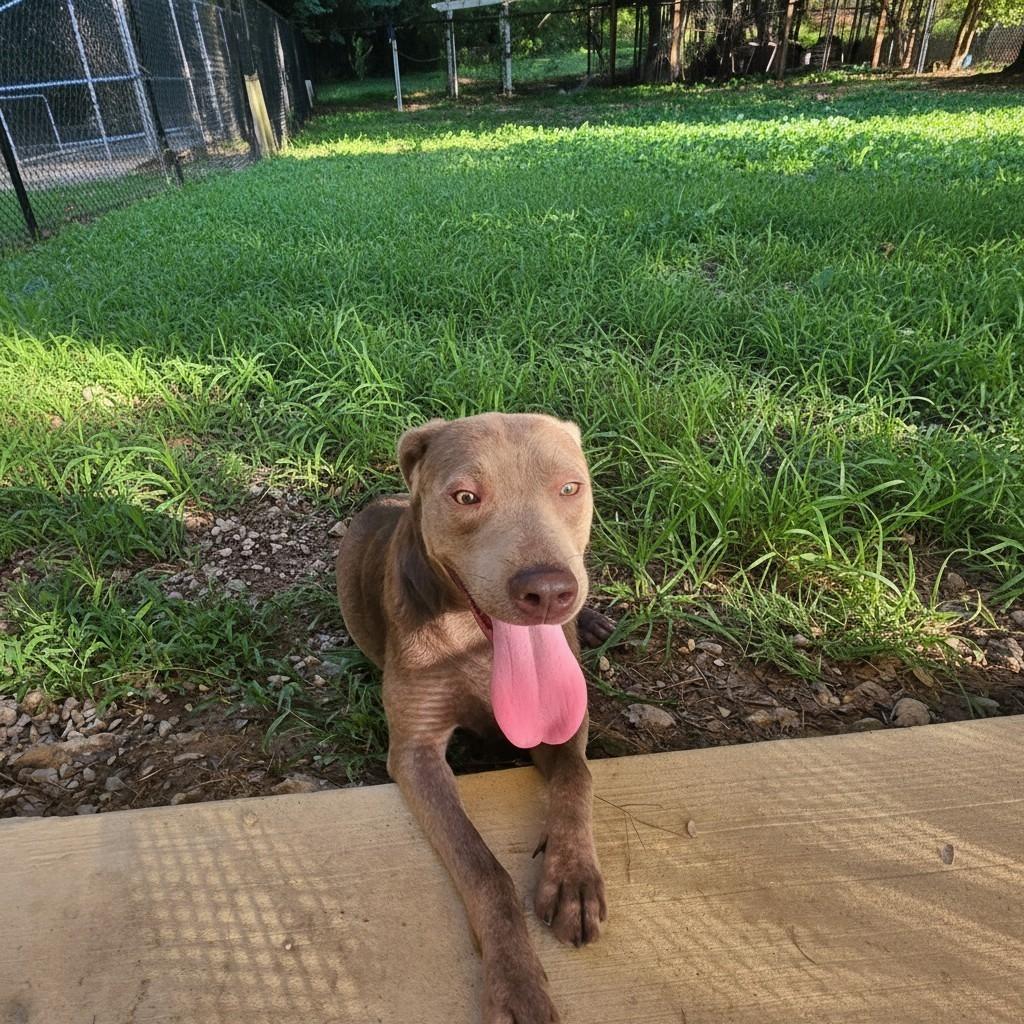 Enlarge Silverman Grey, a ADOPTABLE Labrador Retriever in Grant, AL image 2/4