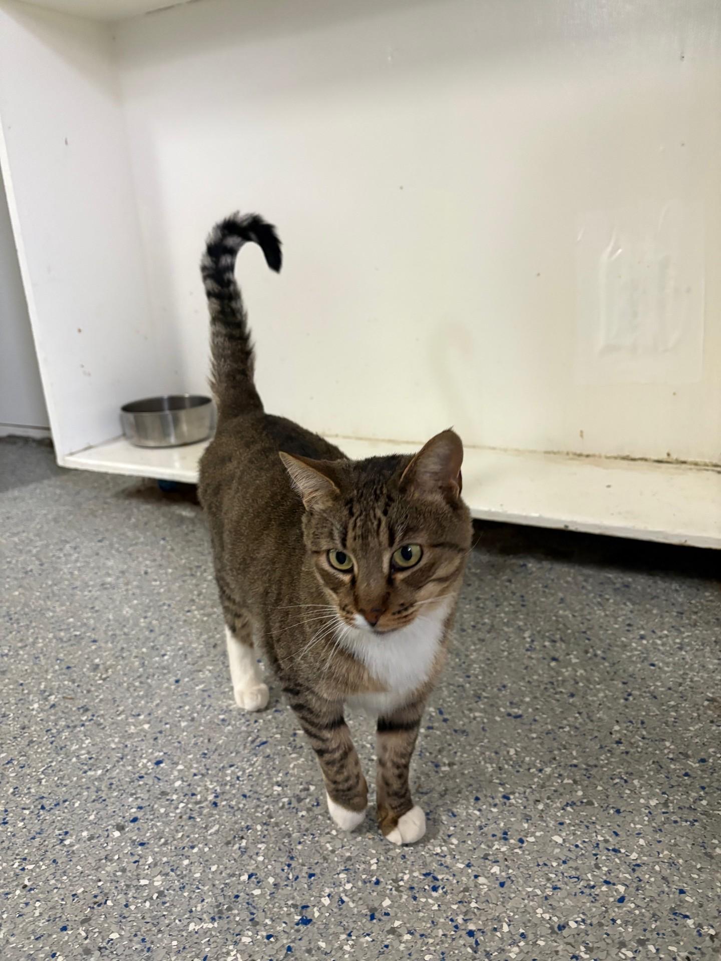 Franklin, Adoptable, Adult Male Tabby.
