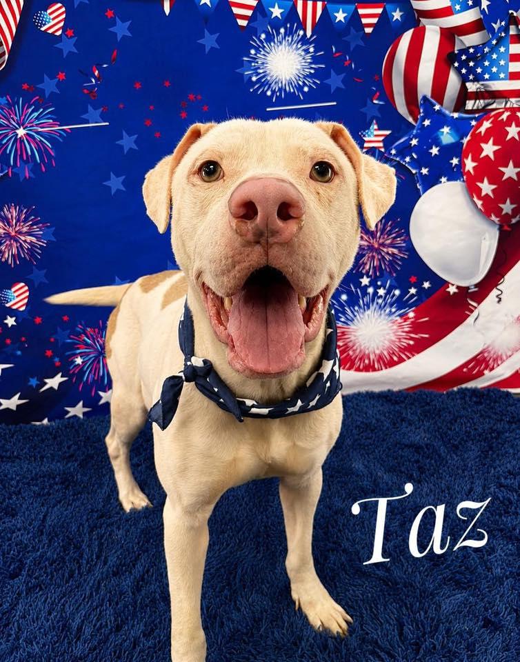 Enlarge Taz, a ADOPTABLE Mixed Breed in Flint, MI image 1/1