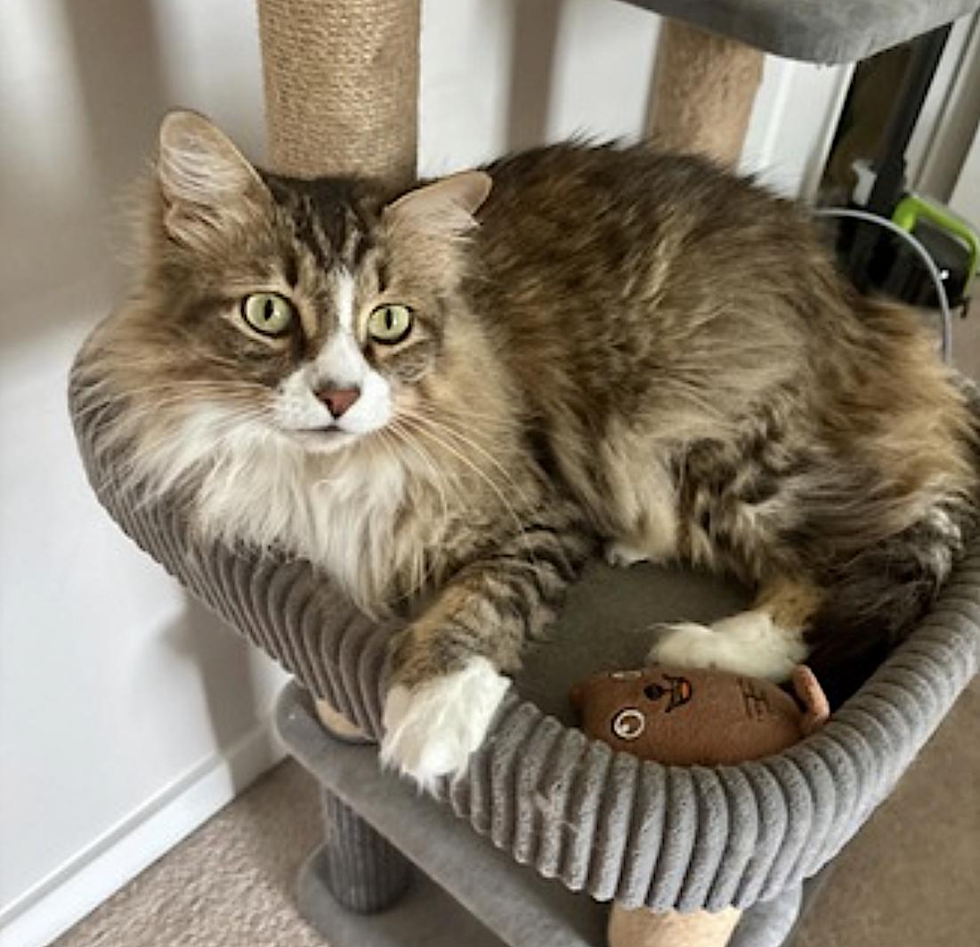 Enlarge Kiki, a Adopted Domestic Long Hair in Rockwall, TX image 4/6