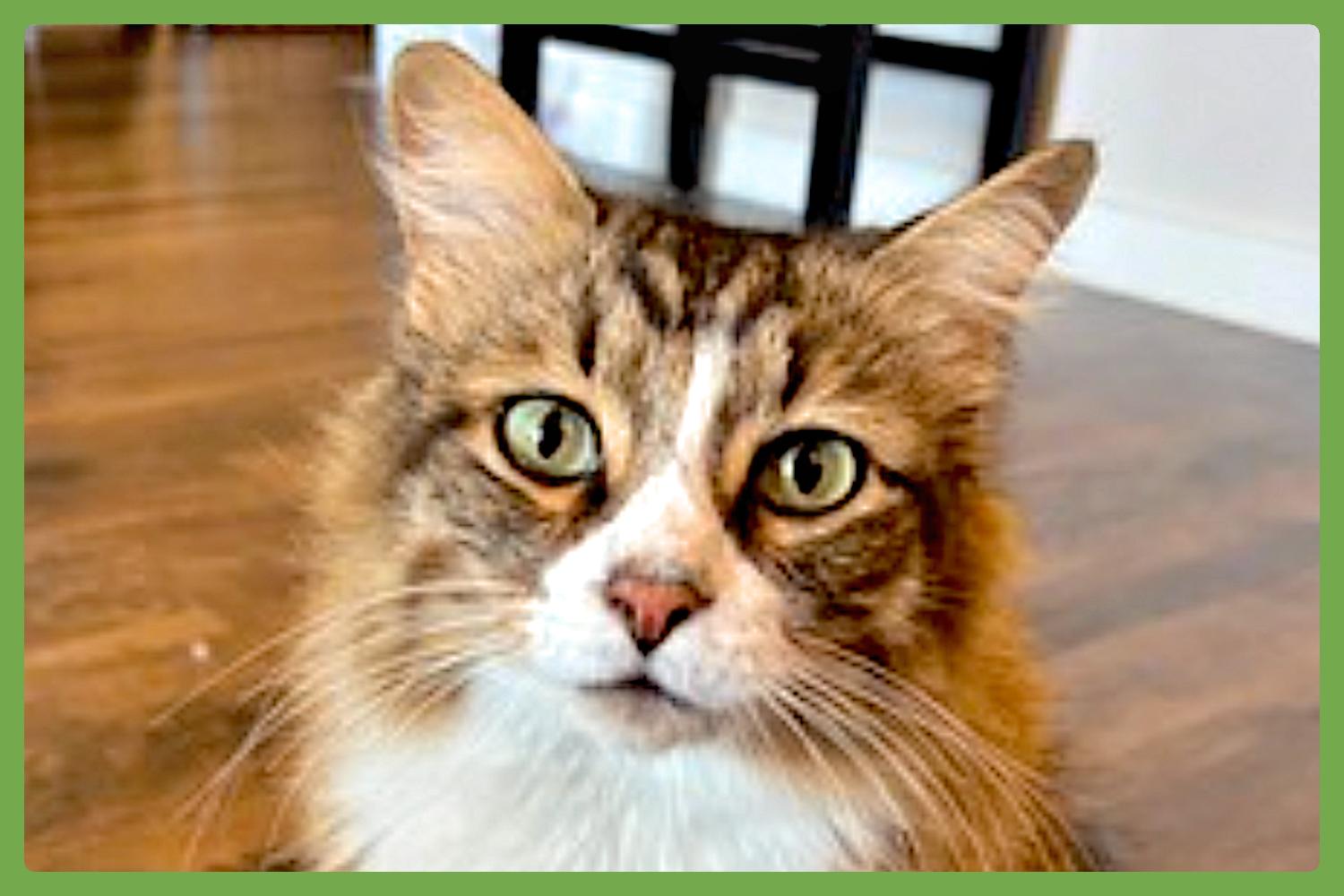 Kiki, Adopted, Adult Male Domestic Long Hair.