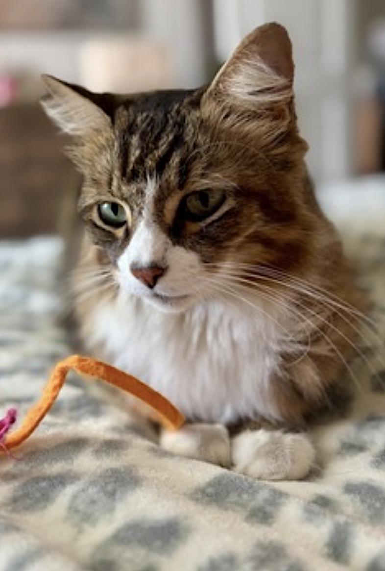 Enlarge Kiki, a Adopted Domestic Long Hair in Rockwall, TX image 6/6
