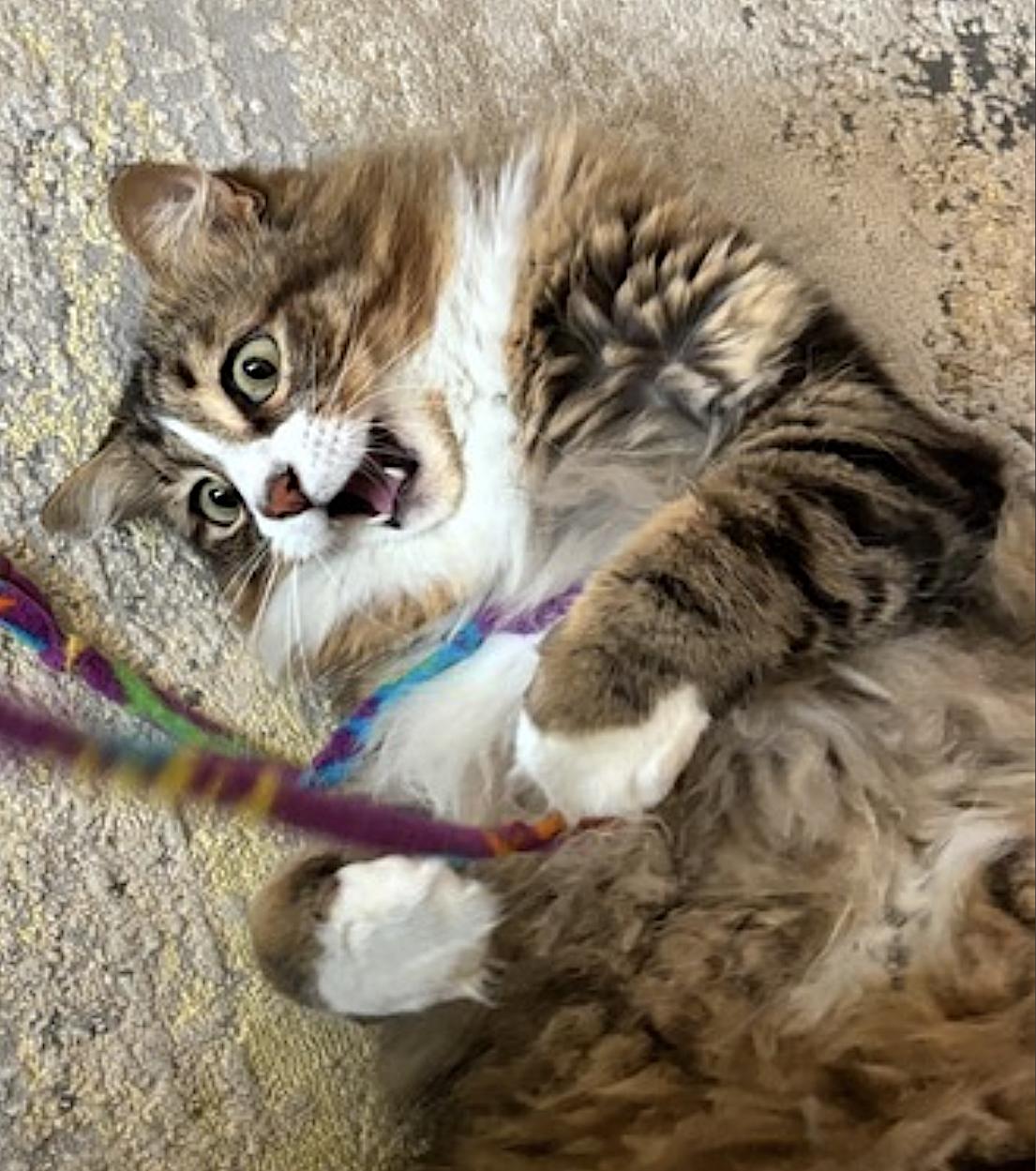 Enlarge Kiki, a Adopted Domestic Long Hair in Rockwall, TX image 3/6