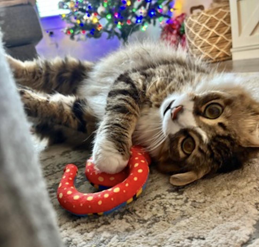 Enlarge Kiki, a Adopted Domestic Long Hair in Rockwall, TX image 5/6